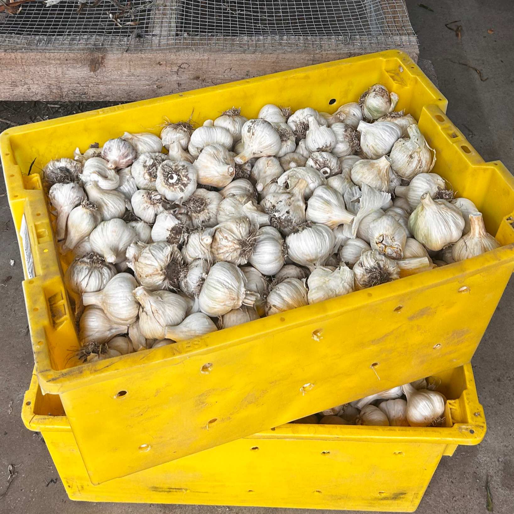 Garlic in crate