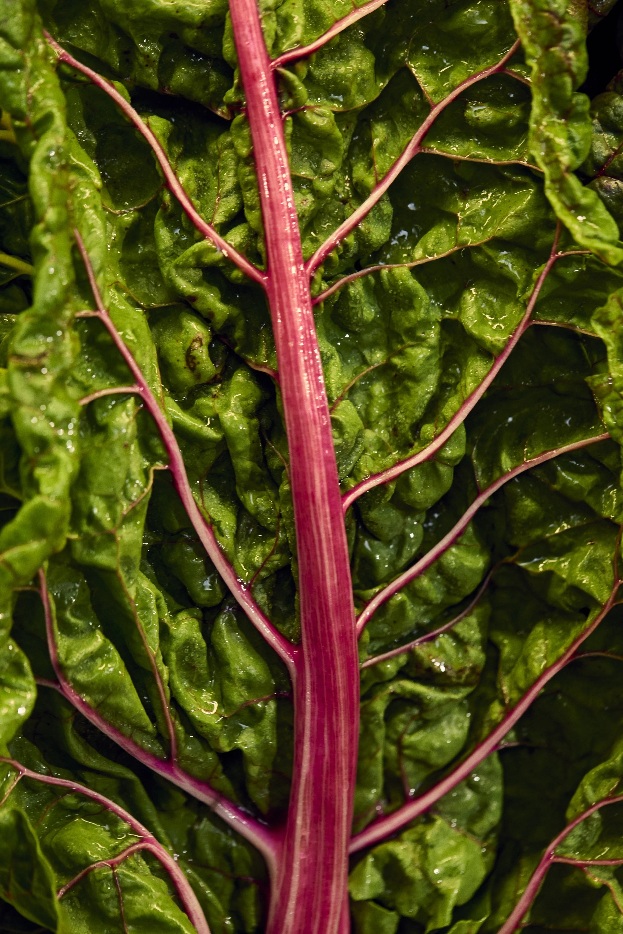 07-23-26-WFM-Shot04-ProduceDept-2050_V01_QC.jpg