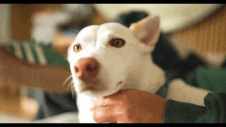 SELB8046.MP4.gif