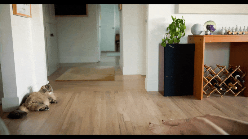 SELB4769.MP4.gif
