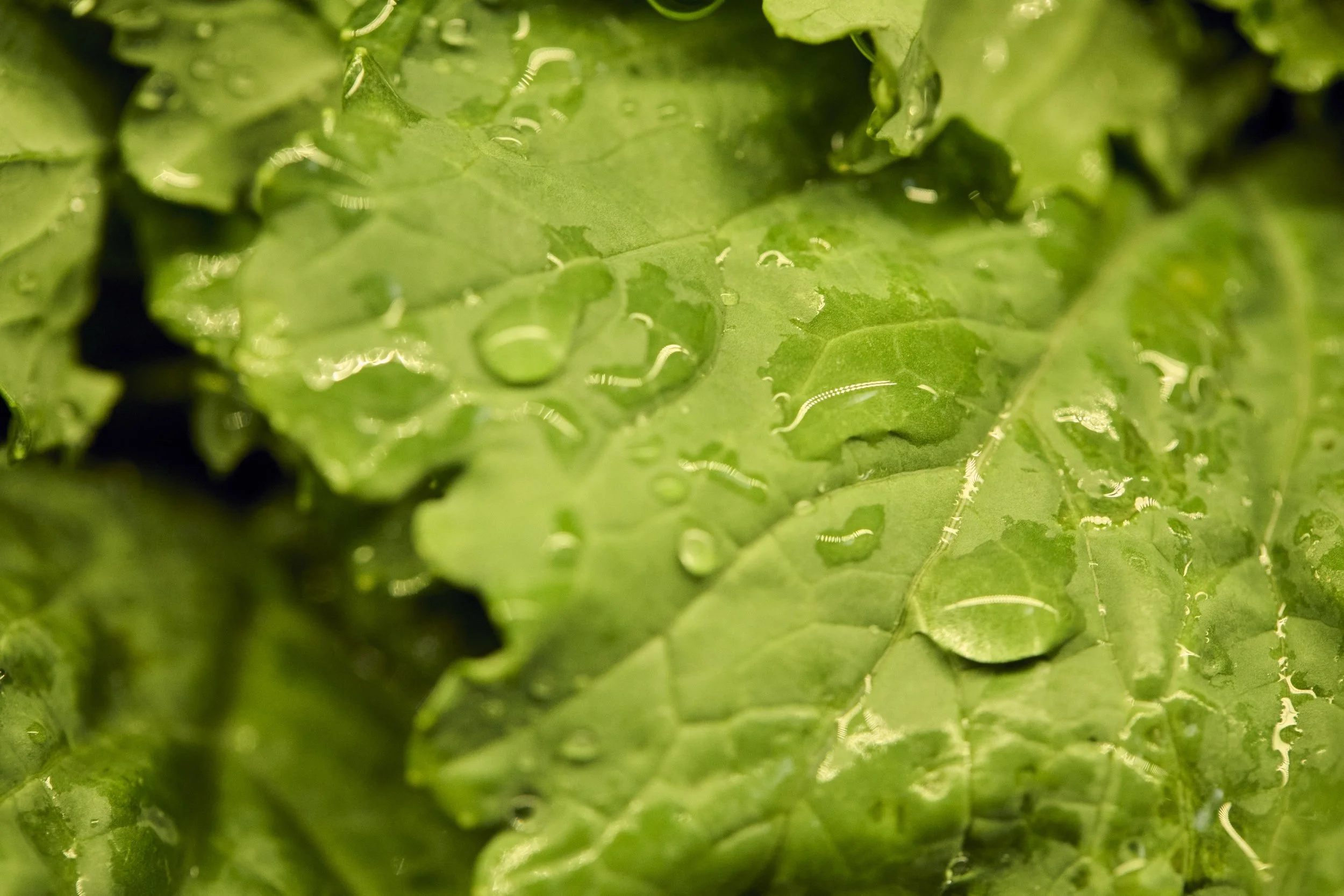 07-23-26-WFM-Shot04-ProduceDept-2117_V01_QC.jpg