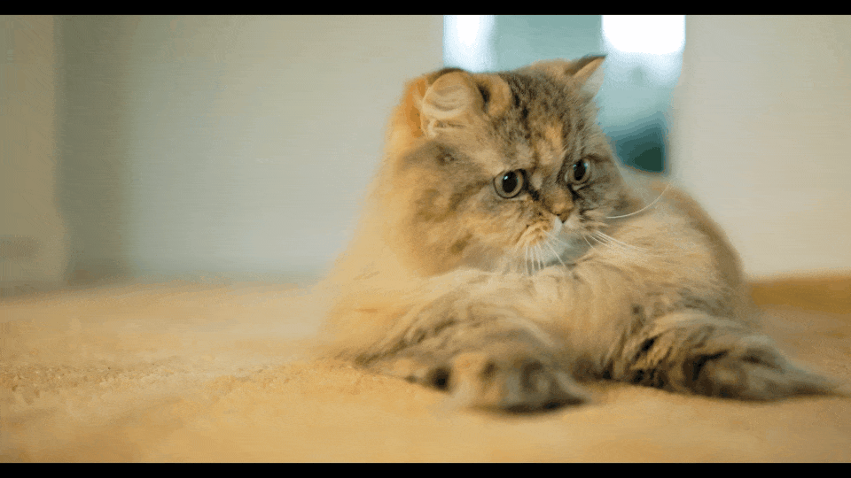 SELB4279.MP4.gif