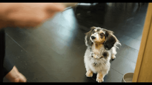SELB2842.MP4.gif