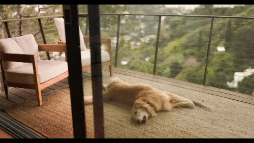 SELB0166.MP4.gif