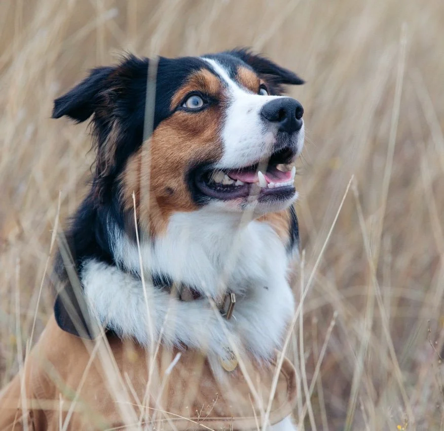 A happy Australian Shepherd dog with blue eyes sitting in tall, dry grass in an outdoor setting.