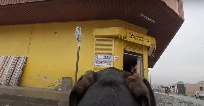 United Against Rabies 'Dog's Eye View'