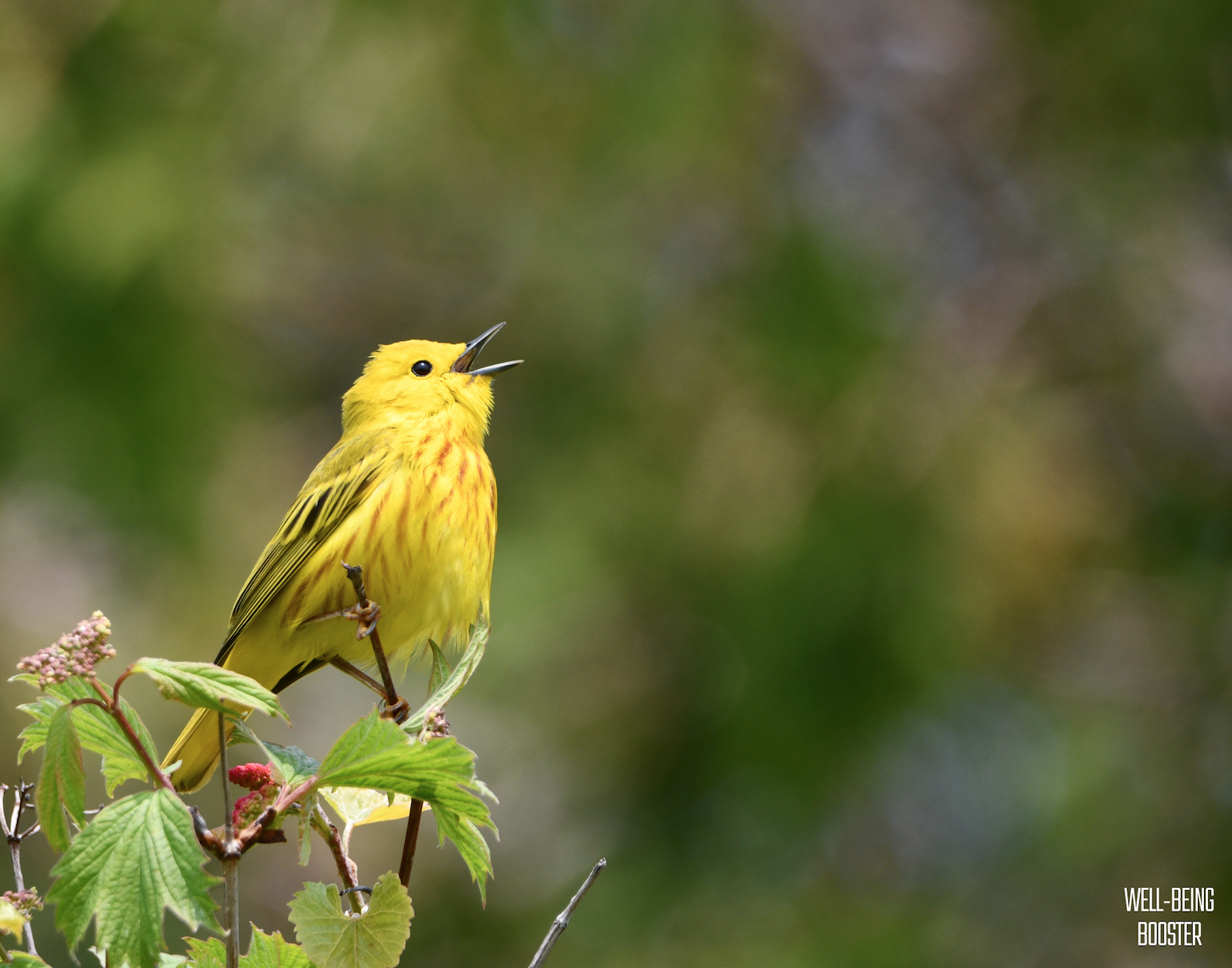 Bird Chirps: Nature’s Original Prescription for Well-Being