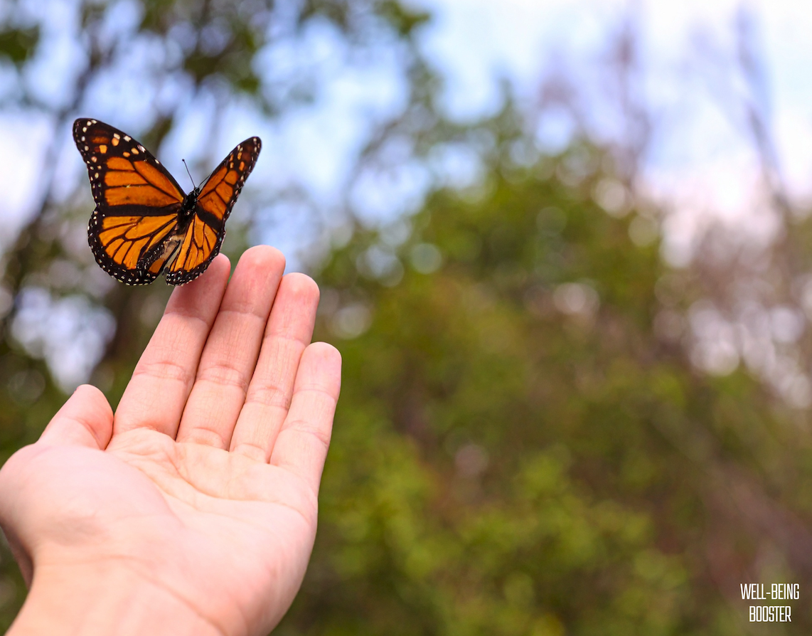 A Beautiful Comeback: Monarchs Bring Hope