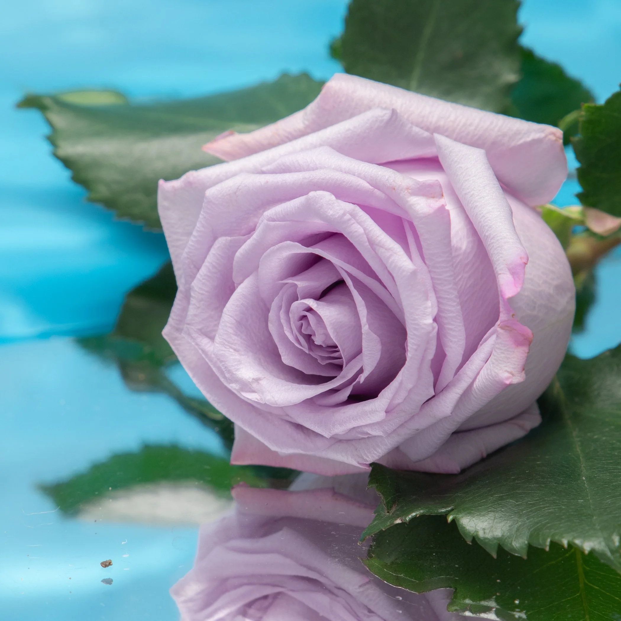 object history-061-website jpegs-2.jpg