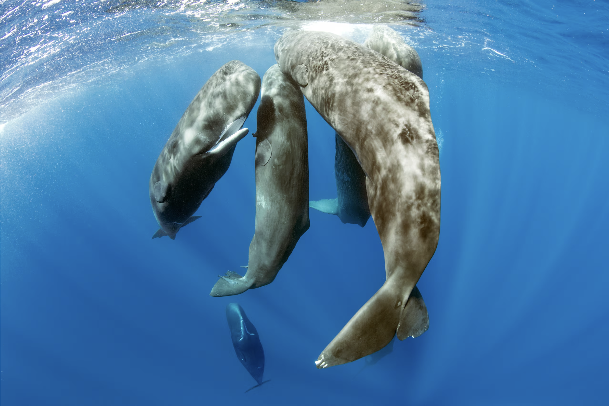 Screenshot 2026-04-01 at 12.28.00 PM.png