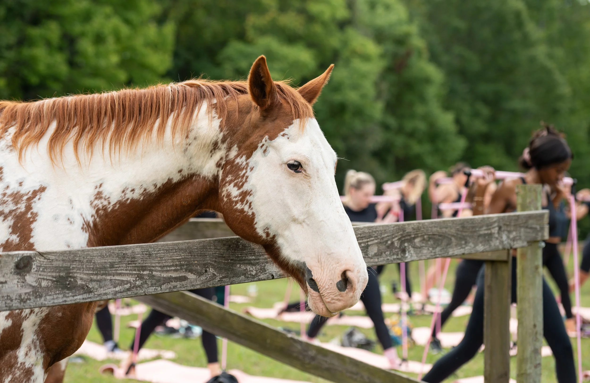 Ponies-&-Pilates-Event-29.JPEG