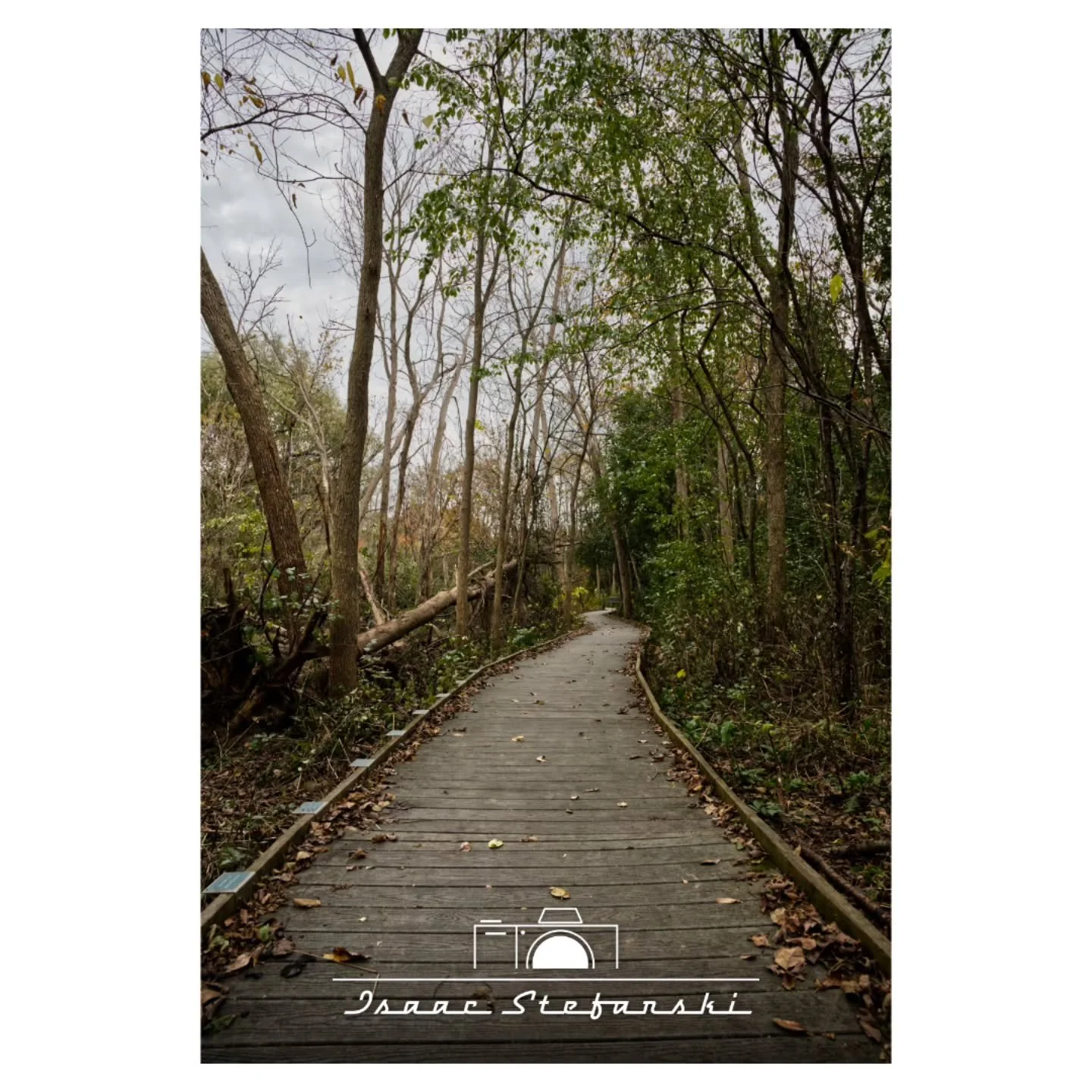 Walk in the woods

Sony A7IV
Sigma 24-70mm f2.8 Art
ISO 800 | F7.1 | 24mm | 1/125s
.
.
#isaacstefanskiphotography #istefphotography #photography #professionalphotographer #sonya7iv #a7iv #sigma2470mmf28 #sigma2470mmf28art #sonyalpha #sonyalphagram #s