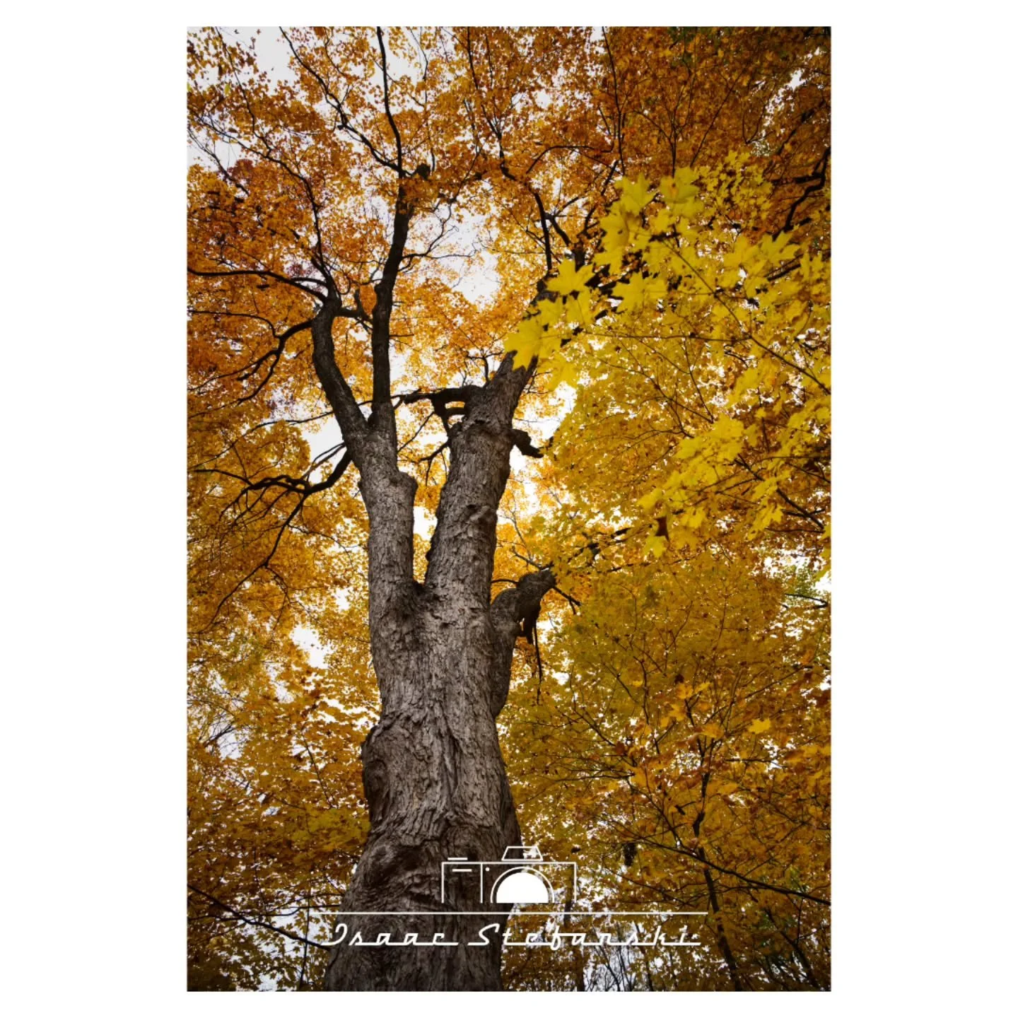 Fall views

Sony A7IV
Sigma 24-70mm f2.8 Art
ISO 125 | F4.5 | 24mm | 1/60s
.
.
#isaacstefanskiphotography #istefphotography #photography #professionalphotographer #sonya7iv #a7iv #sigma2470mmf28 #sigma2470mmf28art #sonyalpha #sonyalphagram #sonycamer