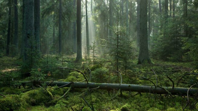Skog.jpeg