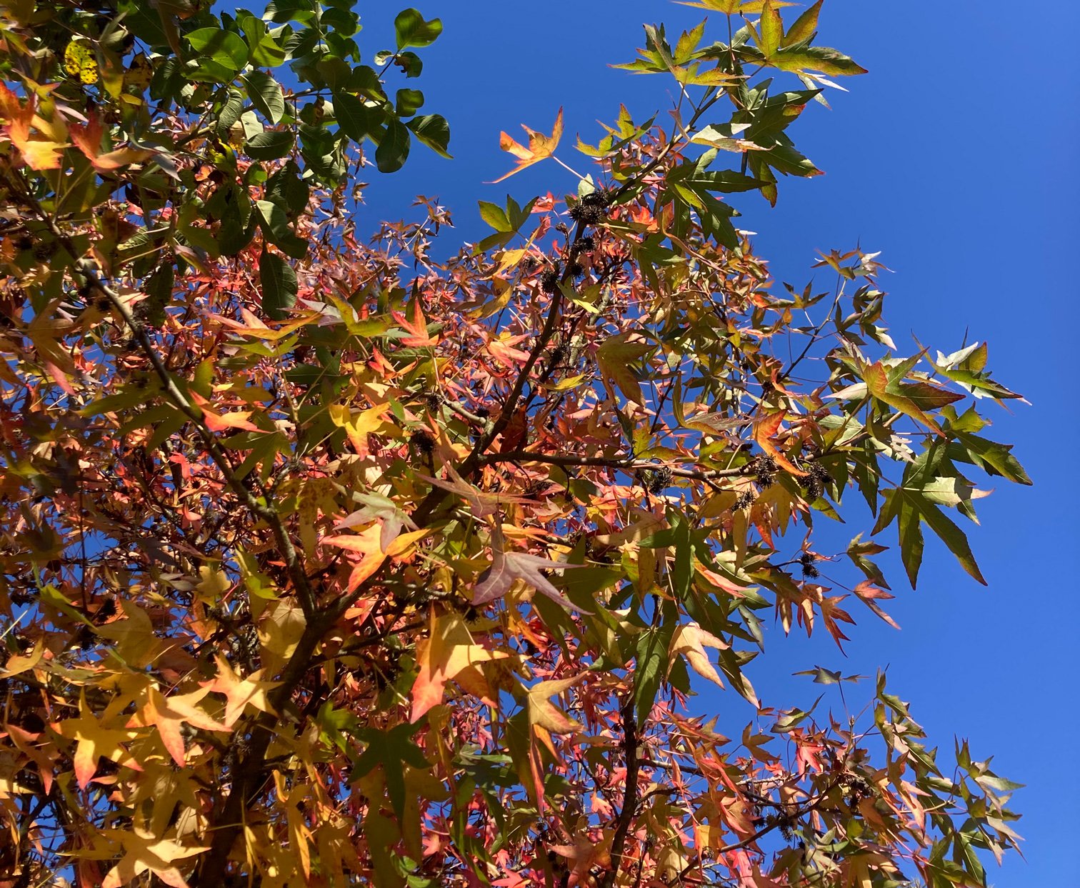 Herfst – Loslaten wat niet van jou is
