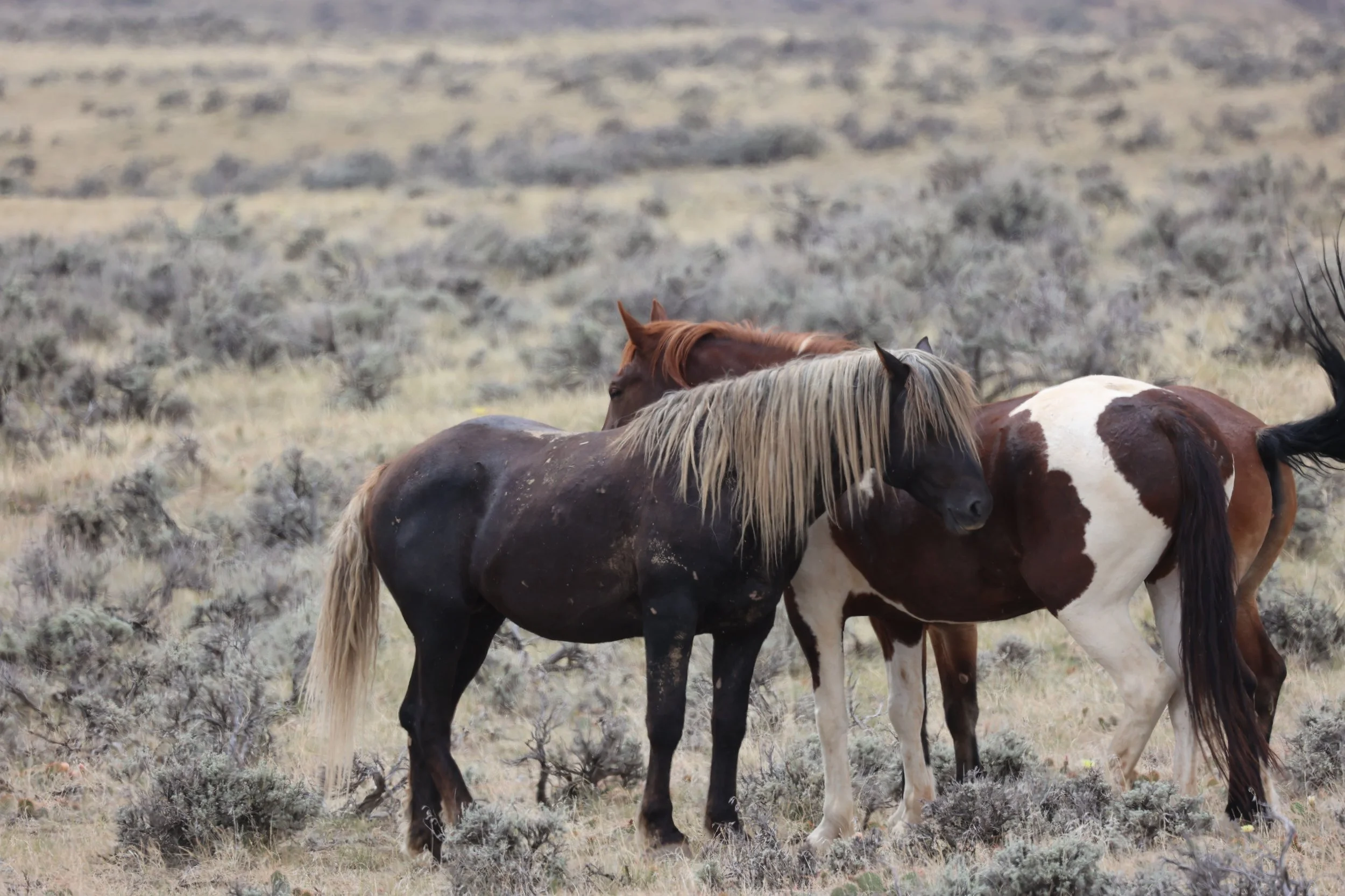 Group of horses standing close together in a field with a dry, shrub-covered landscape.