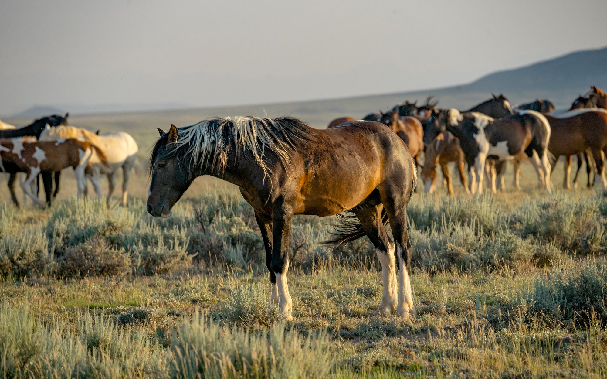 Cody Wild Mustang Tours - See the Wild Horse of Wyoming © 2024 Photography by Mel Sell, All Rights Reserved. Best Horses Adventure Tours. Equine Tours. Wild Horses Tours. Cody Wild Mustang Tours. Wild Horses of Wyoming. Equine Adventures Tours. Horse
