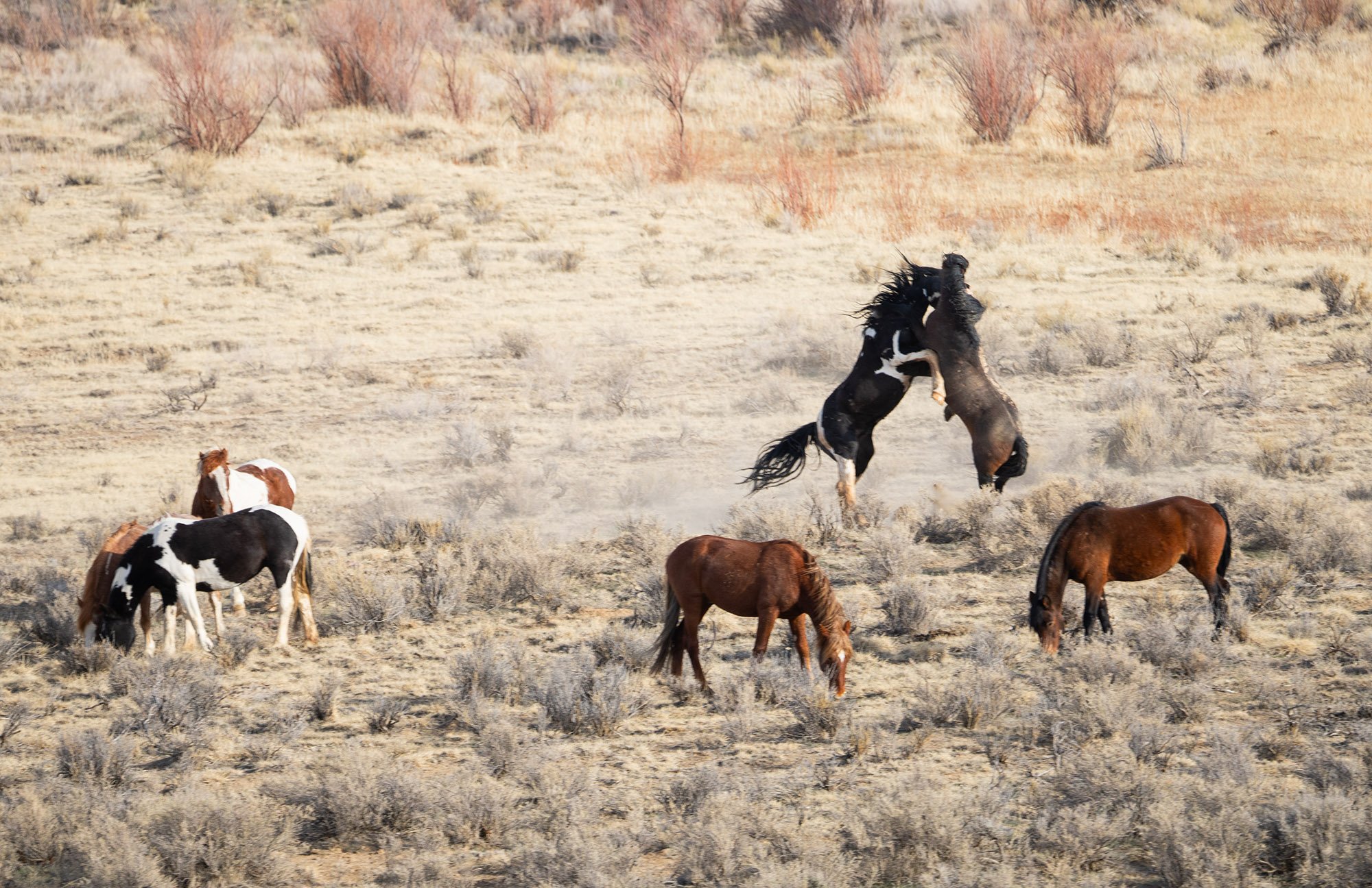 Cody Wild Mustang Tours - See the Wild Horse of Wyoming © 2024 Photography by Mel Sell, All Rights Reserved.Best Horses Adventure Tours. Equine Tours. Wild Horses Tours. Cody Wild Mustang Tours. Wild Horses of Wyoming. Equine Adventures Tours. Horses