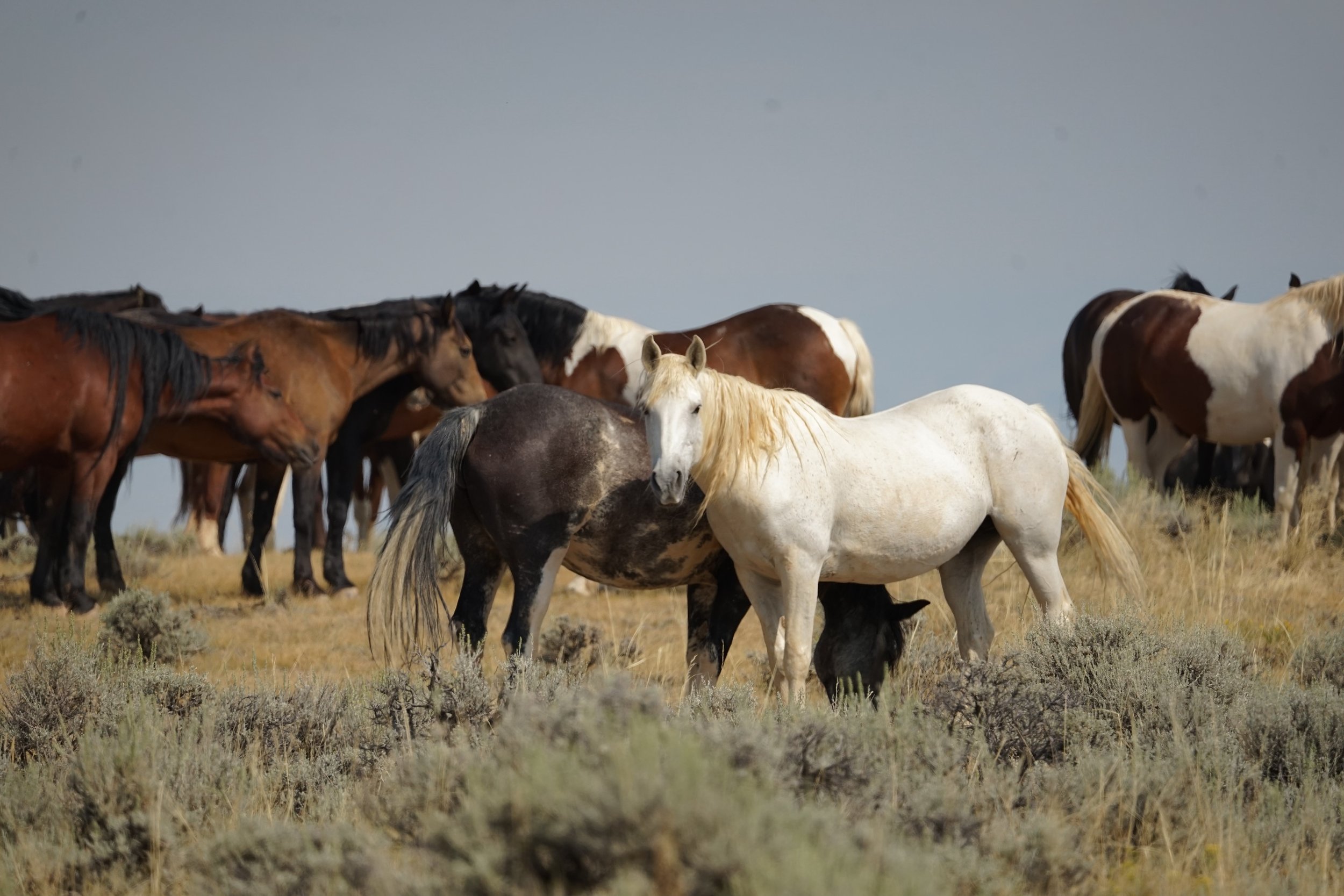 Cody Wild Mustang Private Tours photo by © Mel Sell copy.jpg