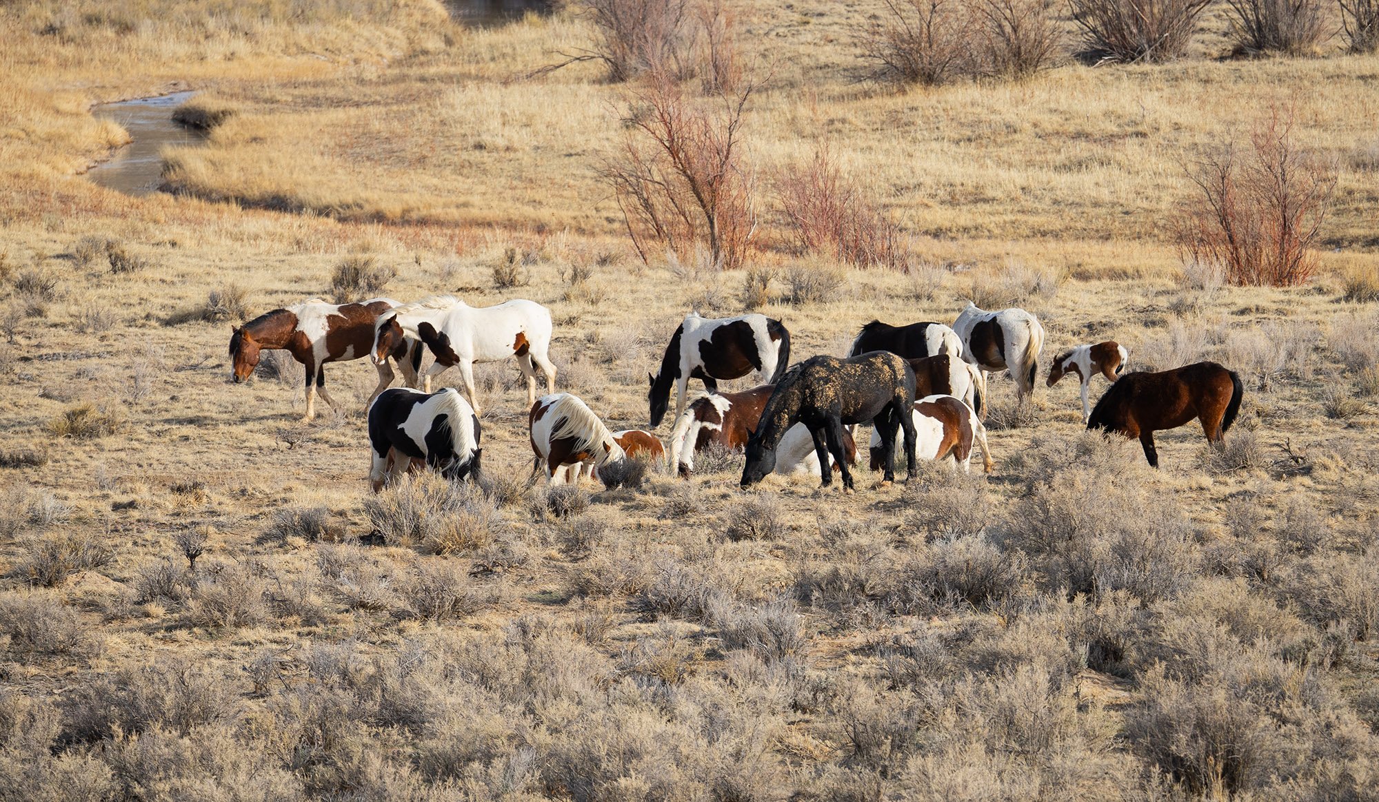Cody Wild Mustang Tours - See the Wild Horse of Wyoming © 2024 Photography by Mel Sell, All Rights Reserved.Best Horses Adventure Tours. Equine Tours. Wild Horses Tours. Cody Wild Mustang Tours. Wild Horses of Wyoming. Equine Adventures Tours. Horses