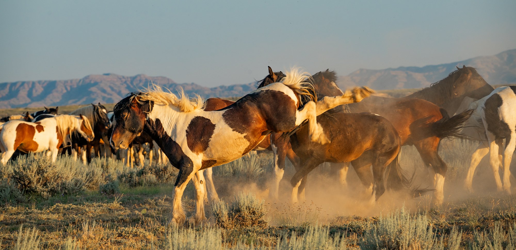 Cody Wild Mustang Tours - See the Wild Horse of Wyoming © 2024 Photography by Mel Sell, All Rights Reserved. Best Horses Adventure Tours. Equine Tours. Wild Horses Tours. Cody Wild Mustang Tours. Wild Horses of Wyoming. Equine Adventures Tours. Horse