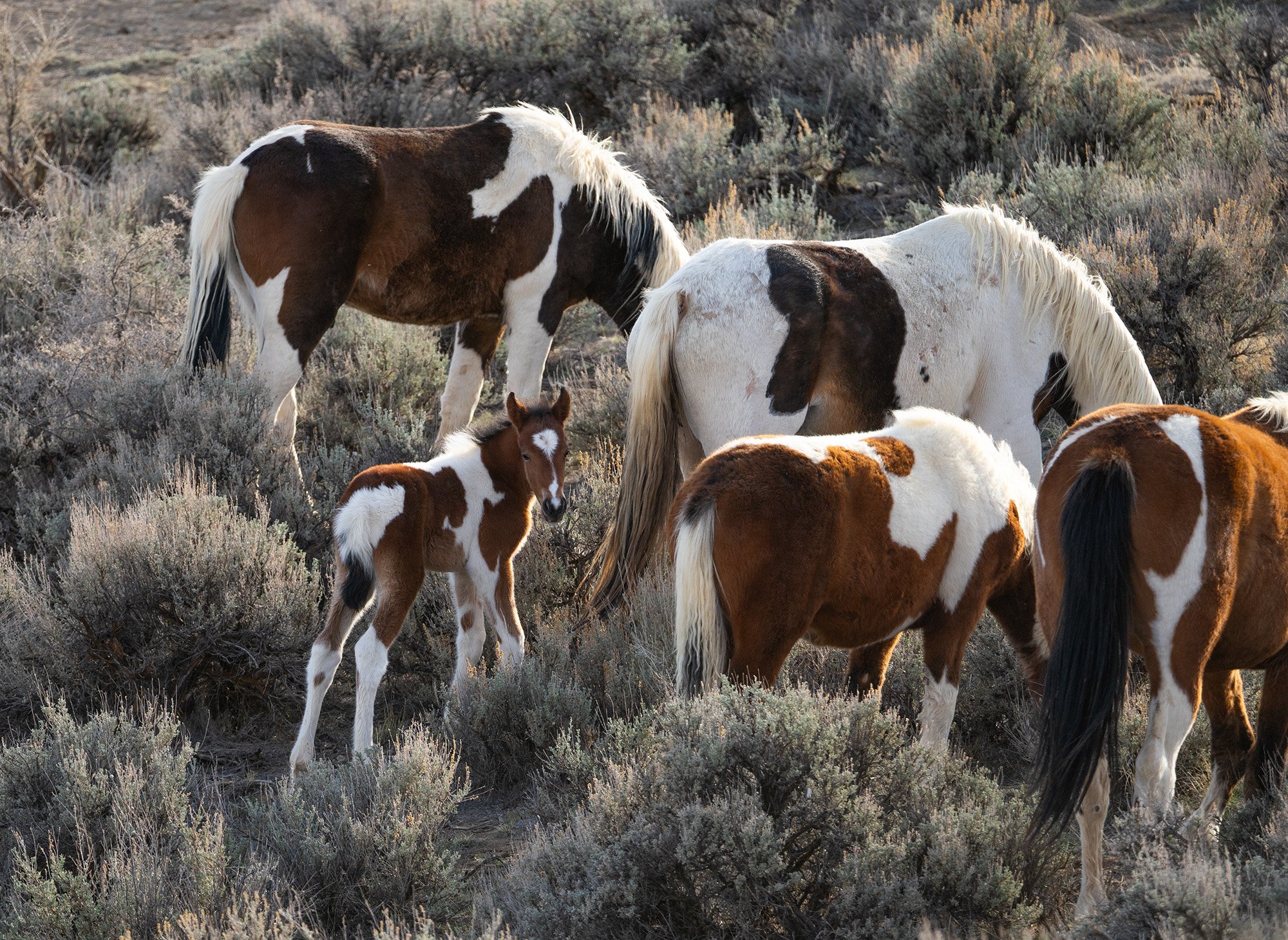 Cody Wild Mustang Tours - See the Wild Horse of Wyoming © 2024 Photography by Mel Sell, All Rights Reserved. Best Horses Adventure Tours. Equine Tours. Wild Horses Tours. Cody Wild Mustang Tours. Wild Horses of Wyoming. Equine Adventures Tours. Horse