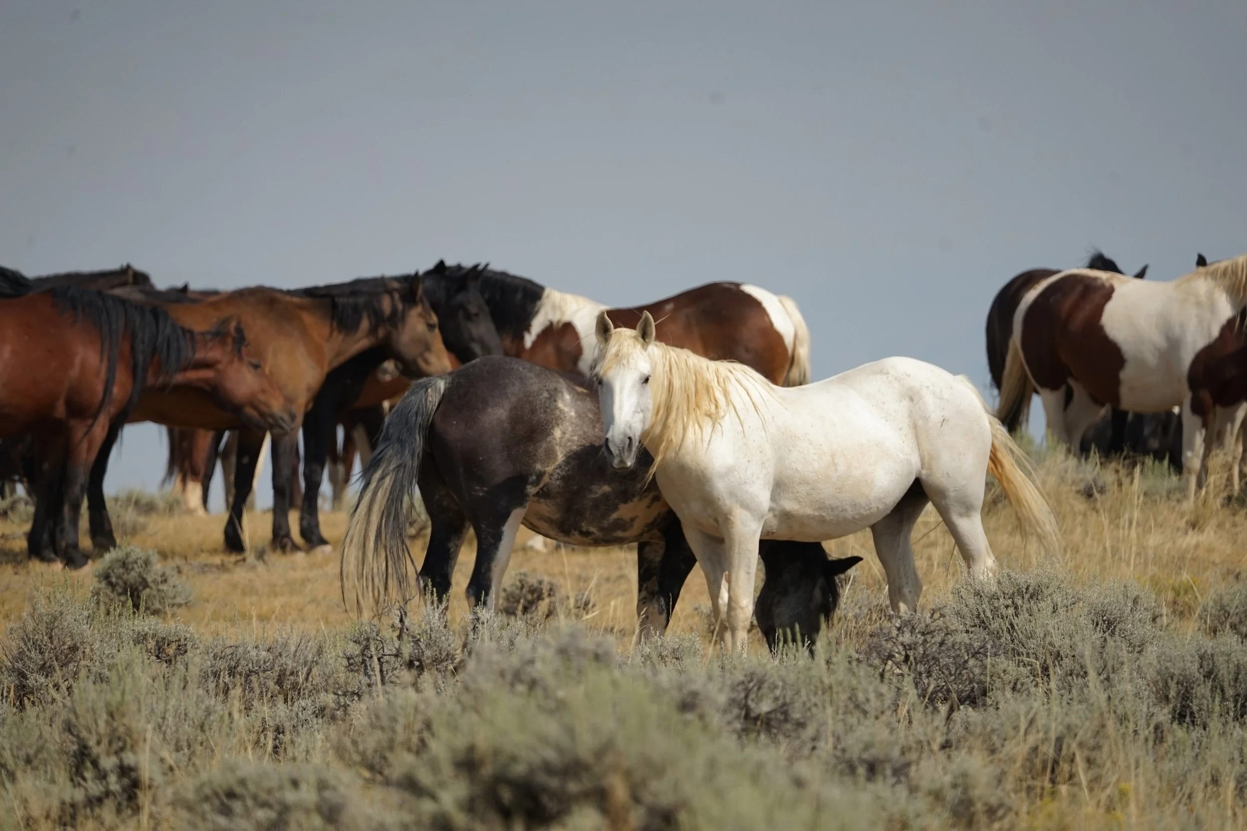 Light-colored wild mustang with a long blond mane standing among a herd of horses in McCullough Peaks near Cody, Wyoming.