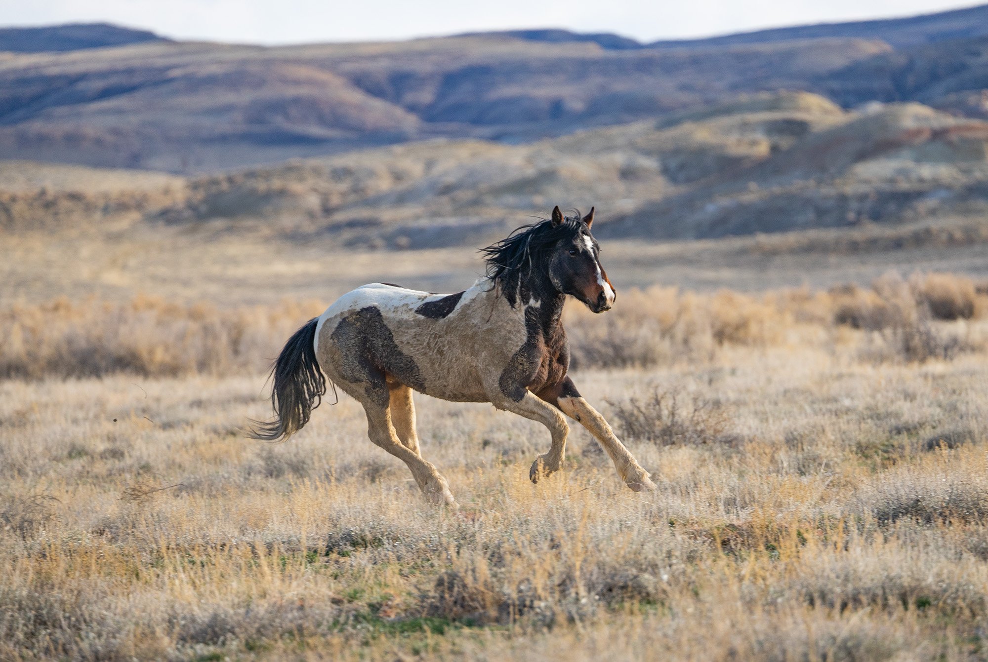 Cody Wild Mustang Tours - See the Wild Horse of Wyoming © 2024 Photography by Mel Sell, All Rights Reserved. Best Horses Adventure Tours. Equine Tours. Wild Horses Tours. Cody Wild Mustang Tours. Wild Horses of Wyoming. Equine Adventures Tours. Horse
