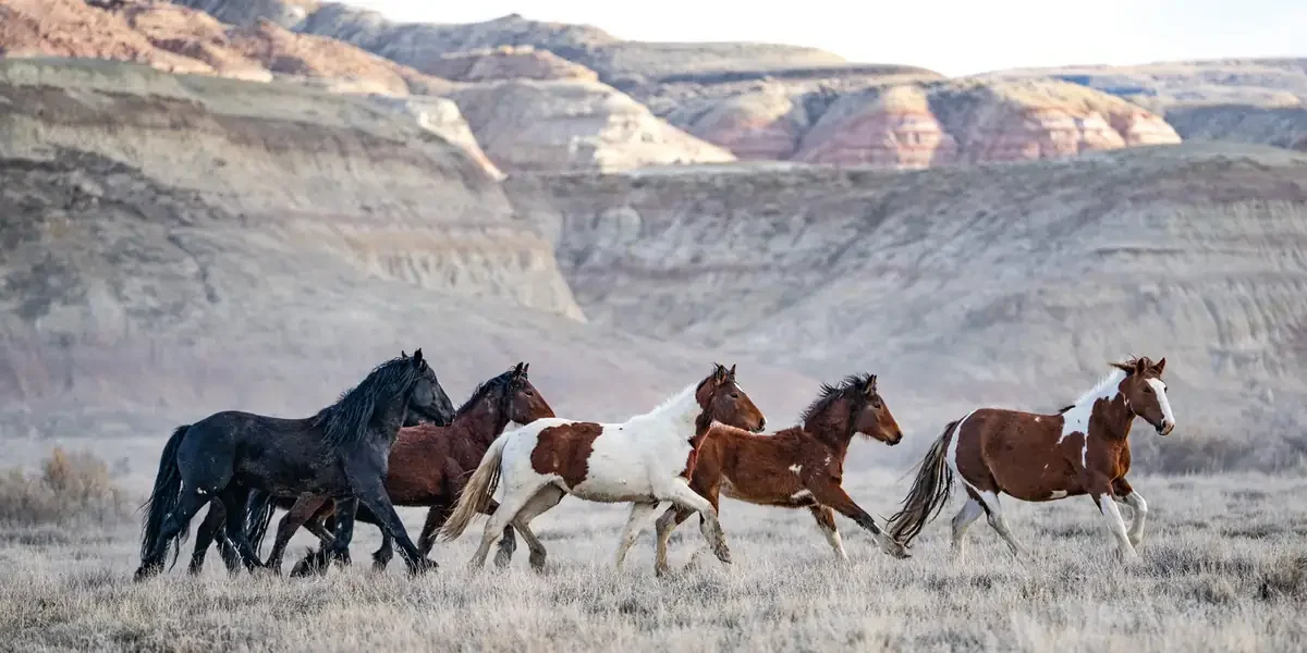 Mobile_Fallback_Lighter_Cody_Wild_Mustang_Tours.webp