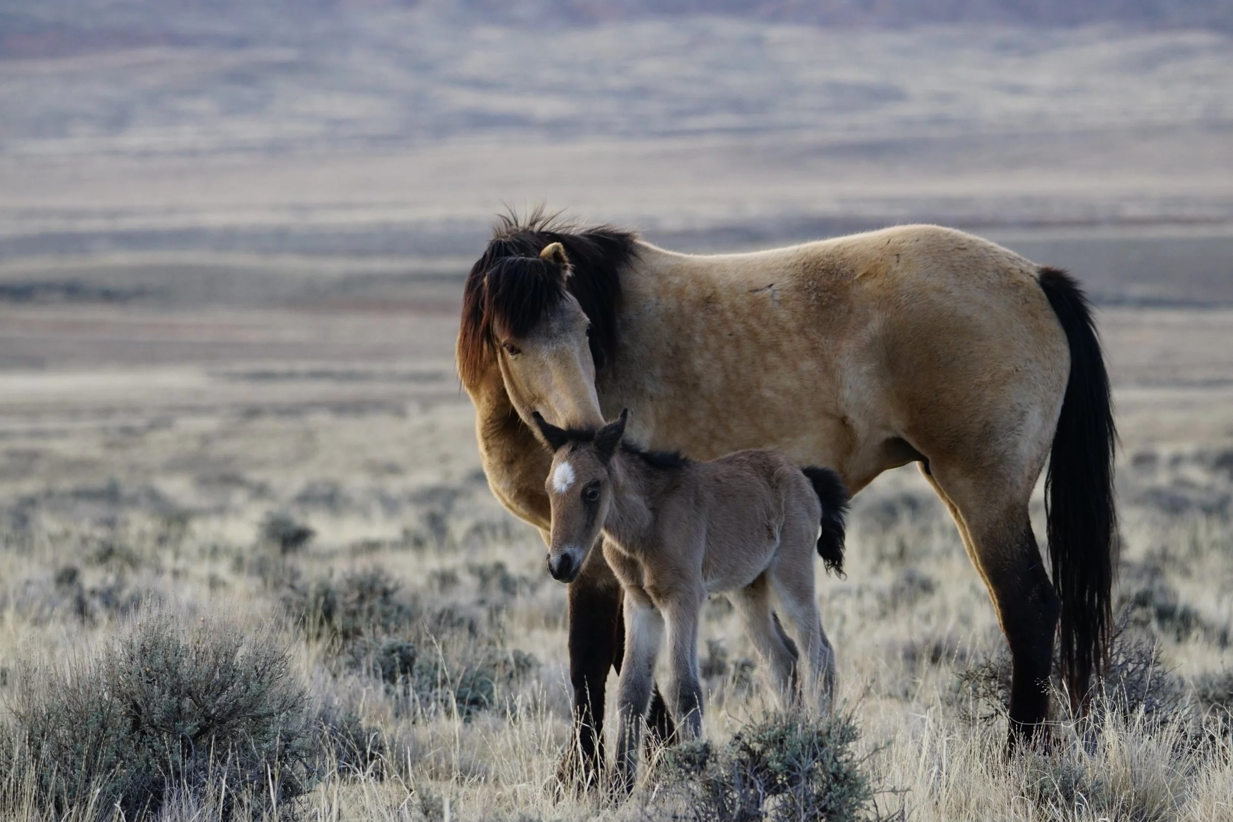 cody wild mustang tours photo © Mel Sell 2026-3.jpg