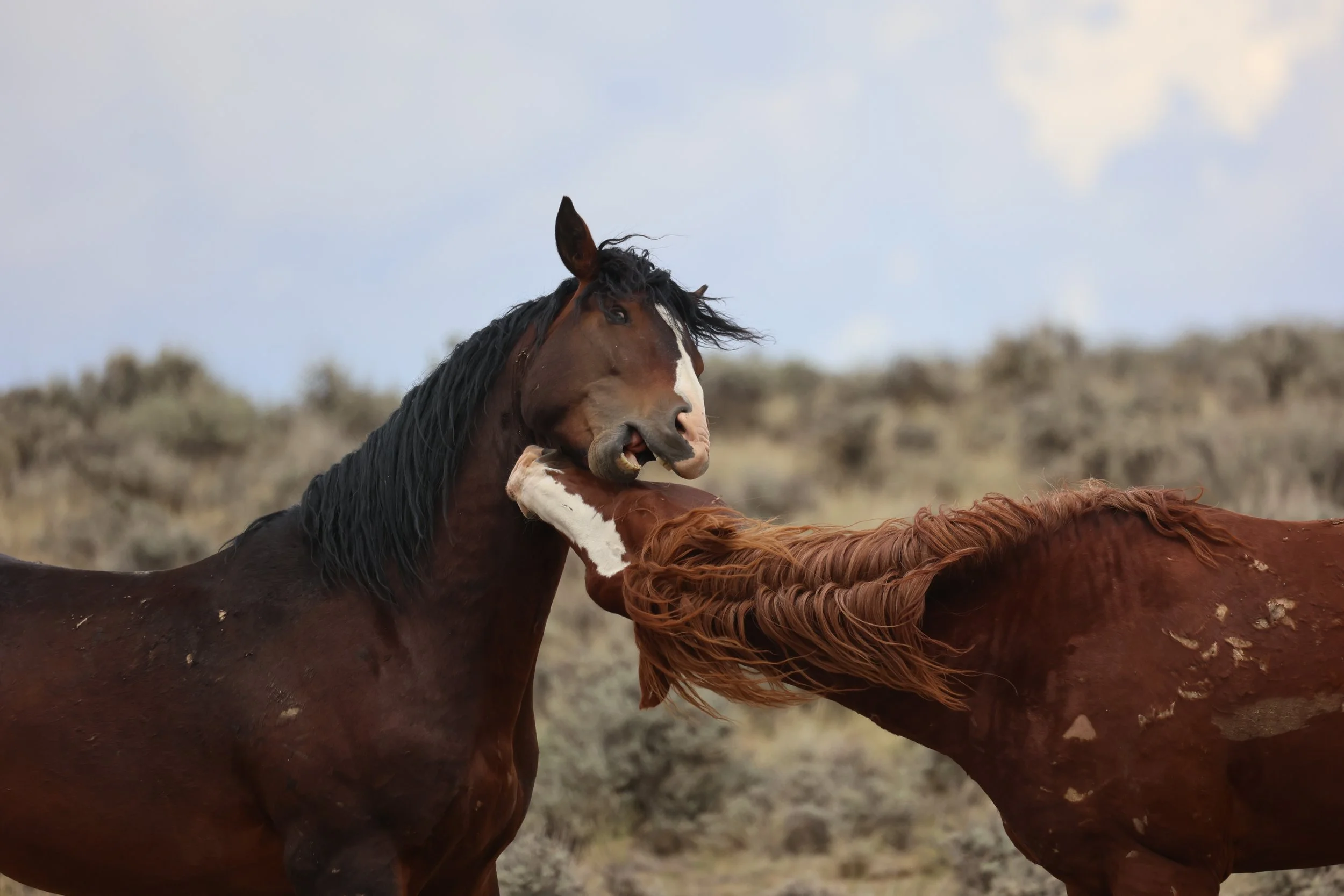 Three horses fighting in a field with a background of sparse trees and cloudy sky.