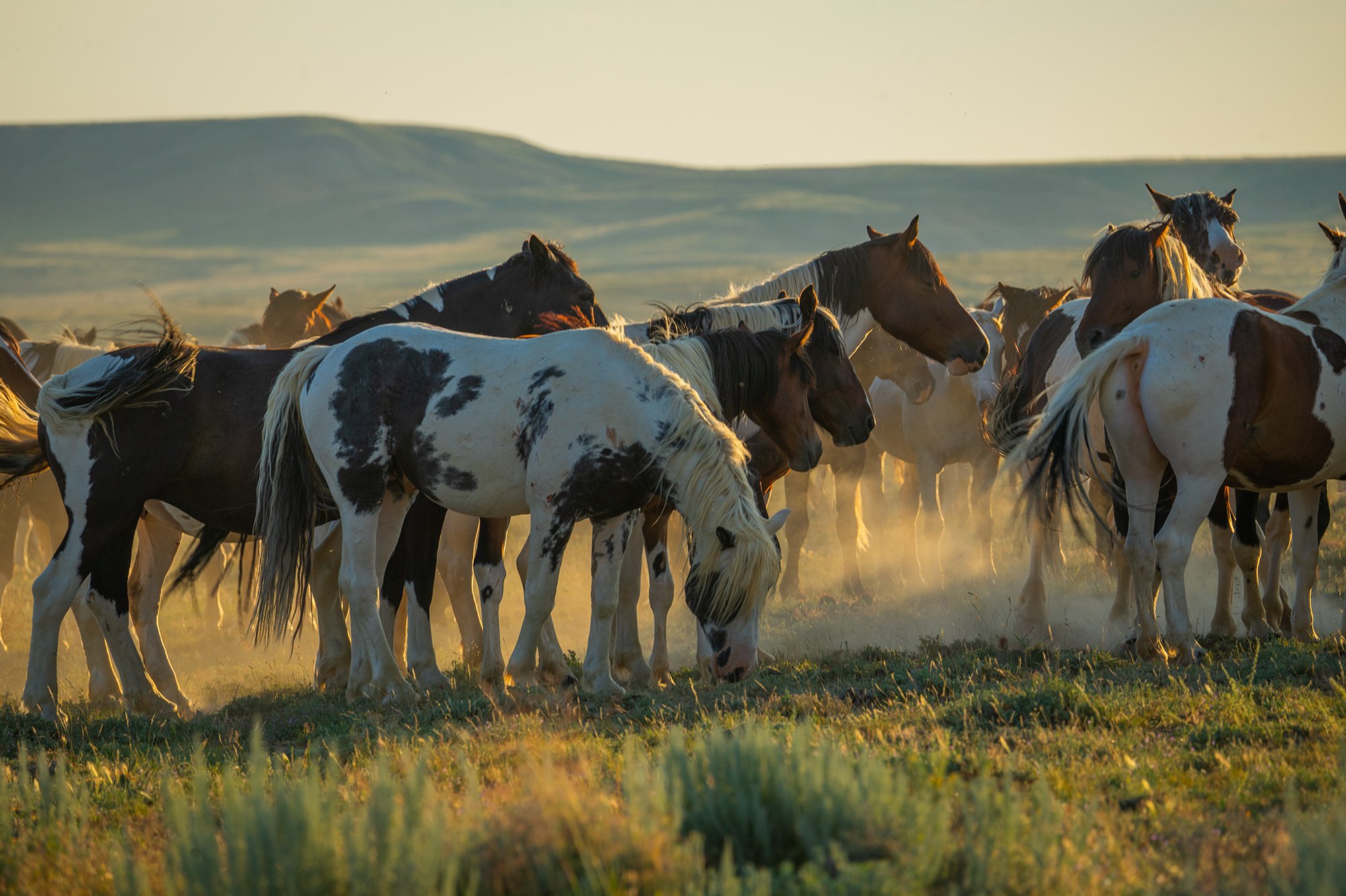 Cody Wild Mustang Tours - See the Wild Horse of Wyoming © 2024 Photography by Mel Sell, All Rights Reserved. Best Horses Adventure Tours. Equine Tours. Wild Horses Tours. Cody Wild Mustang Tours. Wild Horses of Wyoming. Equine Adventures Tours. Horse