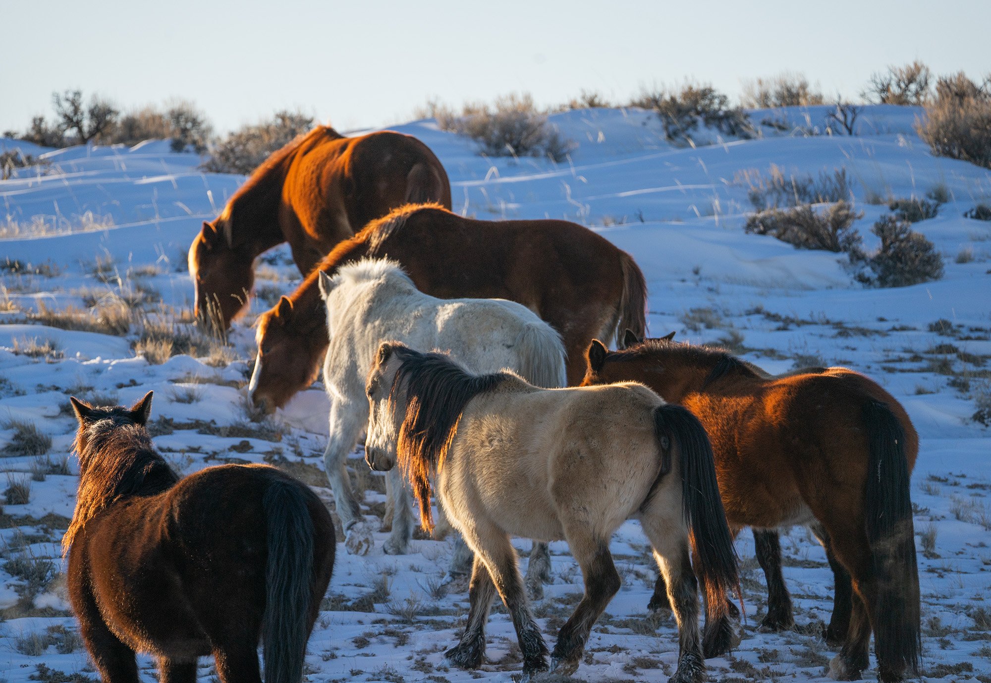 Cody Wild Mustang Tours - See the Wild Horse of Wyoming © 2024 Photography by Mel Sell, All Rights Reserved. Best Horses Adventure Tours. Equine Tours. Wild Horses Tours. Cody Wild Mustang Tours. Wild Horses of Wyoming. Equine Adventures Tours. Horse