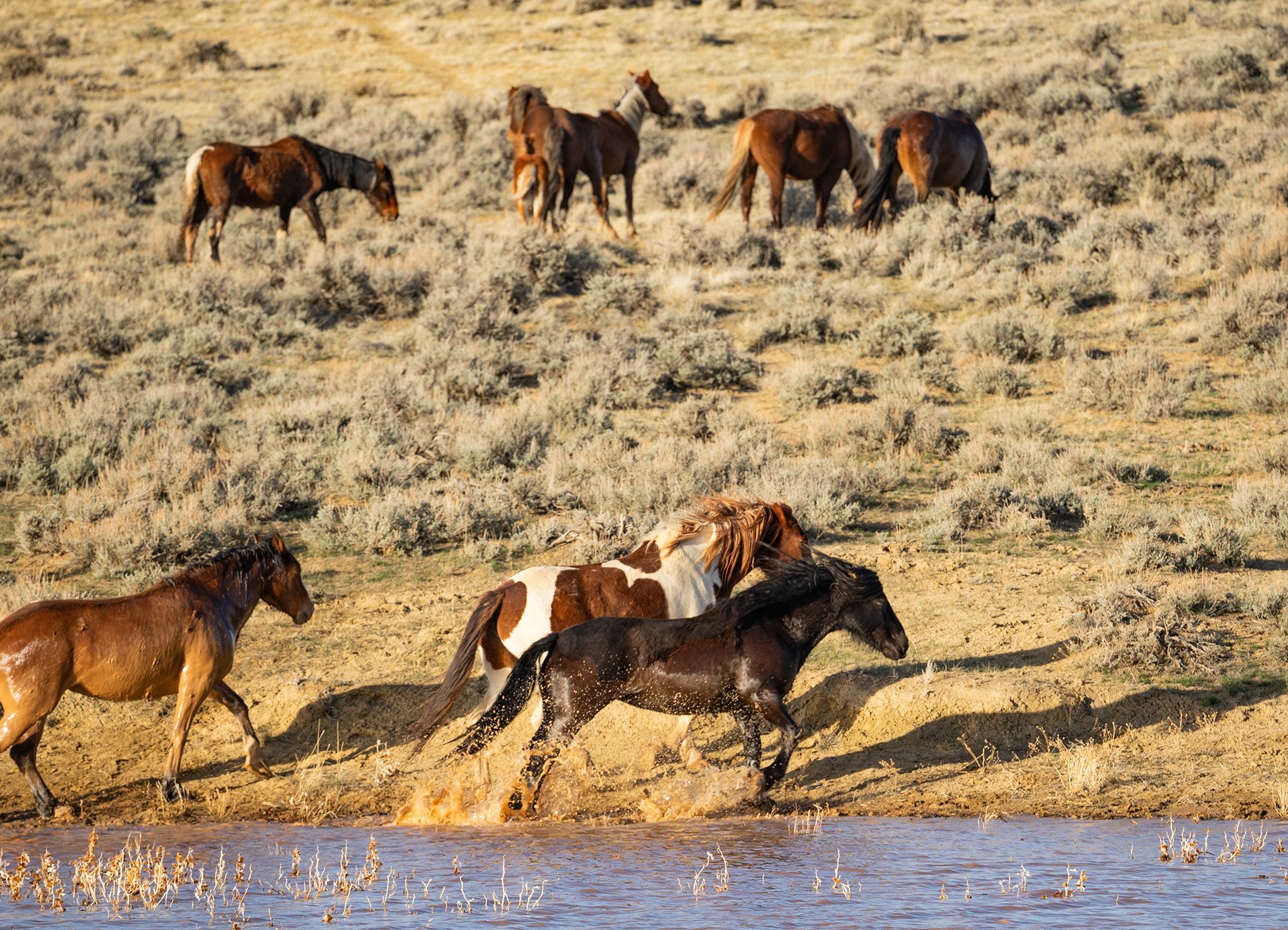 Cody Wild Mustang Tours - See the Wild Horse of Wyoming © 2024 Photography by Mel Sell, All Rights Reserved. Best Horses Adventure Tours. Equine Tours. Wild Horses Tours. Cody Wild Mustang Tours. Wild Horses of Wyoming. Equine Adventures Tours. Horse