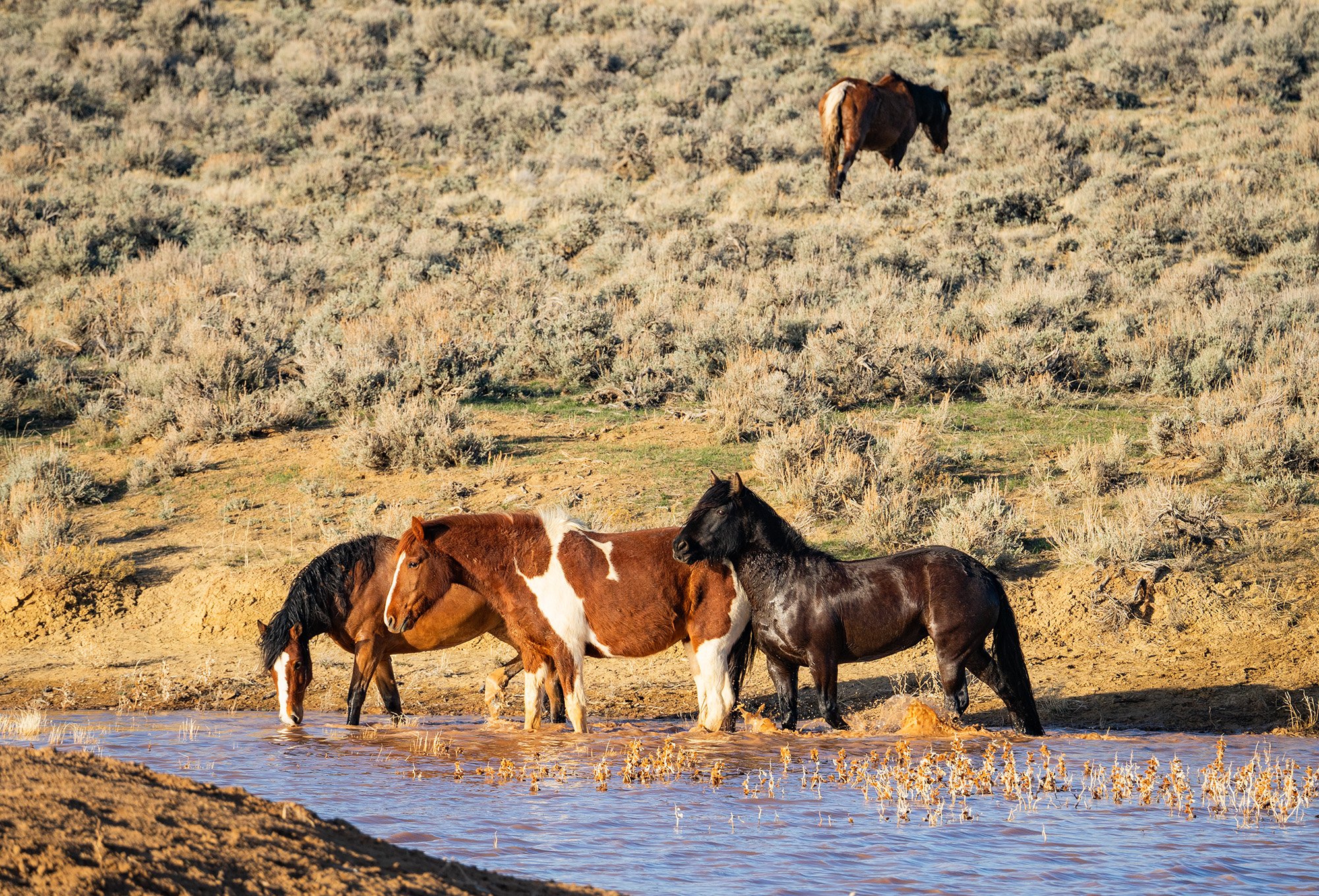 Cody Wild Mustang Tours - See the Wild Horse of Wyoming © 2024 Photography by Mel Sell, All Rights Reserved. Best Horses Adventure Tours. Equine Tours. Wild Horses Tours. Cody Wild Mustang Tours. Wild Horses of Wyoming. Equine Adventures Tours. Horse