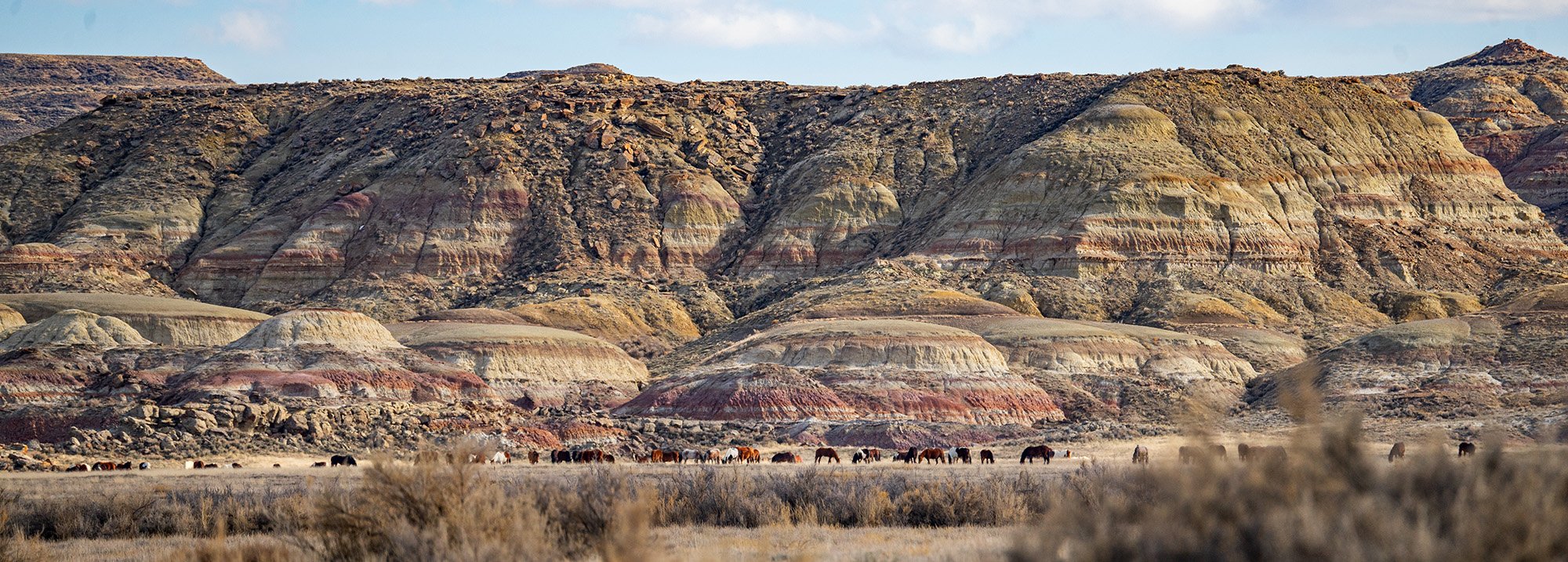 Cody Wild Mustang Tours - See the Wild Horse of Wyoming © 2024 Photography by Mel Sell, All Rights Reserved. Best Horses Adventure Tours. Equine Tours. Wild Horses Tours. Cody Wild Mustang Tours. Wild Horses of Wyoming. Equine Adventures Tours. Horse