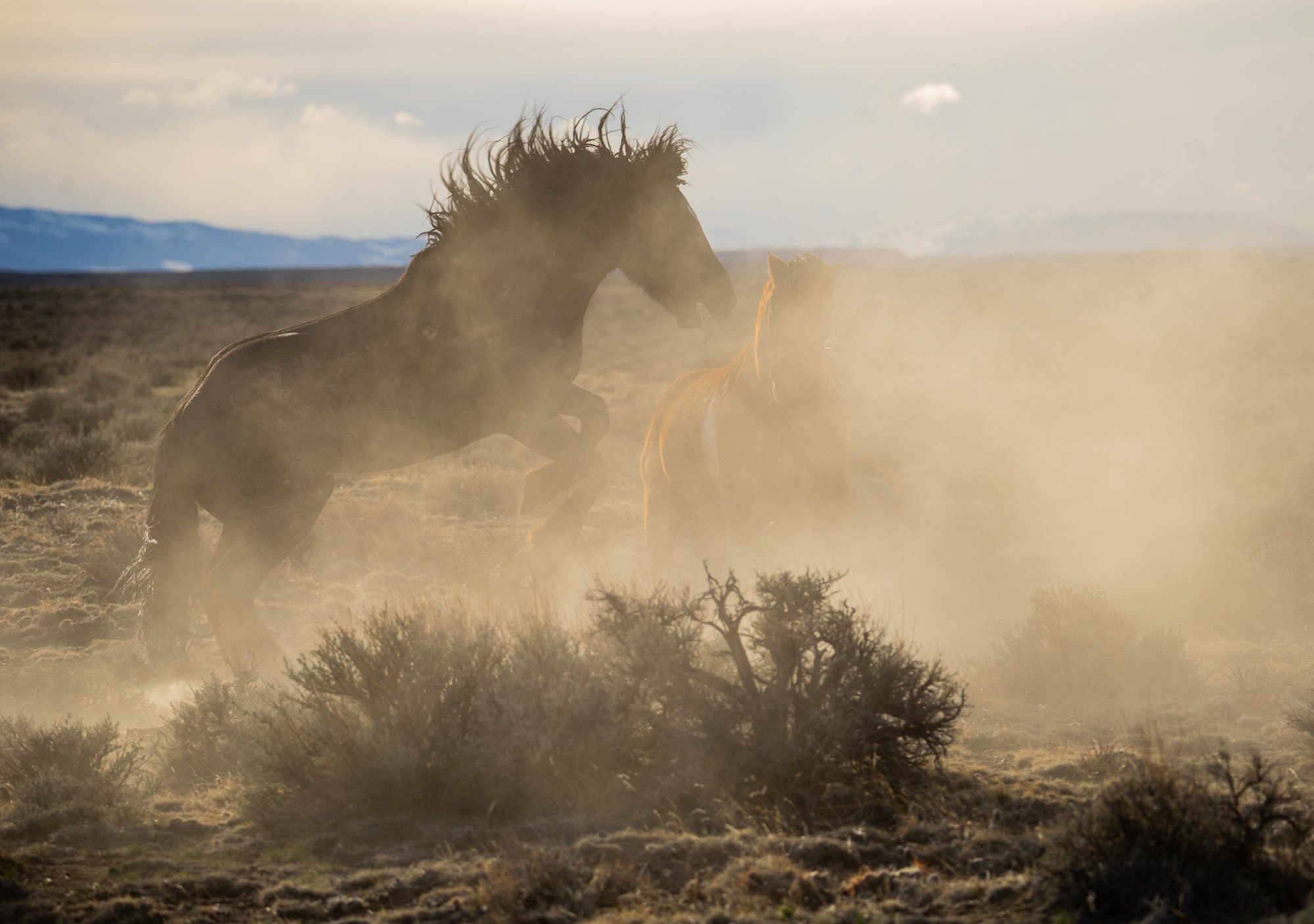 Cody Wild Mustang Tours - See the Wild Horse of Wyoming © 2024 Photography by Mel Sell, All Rights Reserved.Best Horses Adventure Tours. Equine Tours. Wild Horses Tours. Cody Wild Mustang Tours. Wild Horses of Wyoming. Equine Adventures Tours. Horses