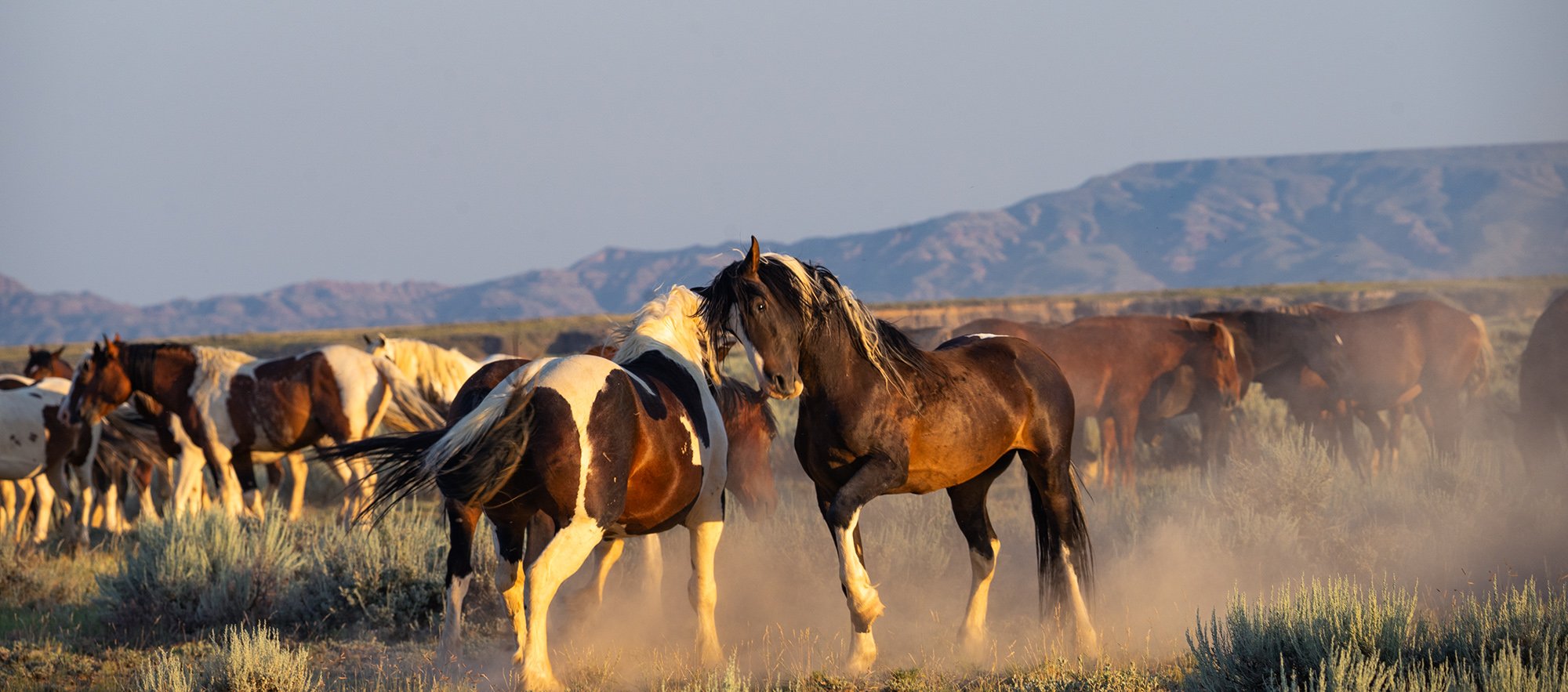 Cody Wild Mustang Tours - See the Wild Horse of Wyoming © 2024 Photography by Mel Sell, All Rights Reserved. Best Horses Adventure Tours. Equine Tours. Wild Horses Tours. Cody Wild Mustang Tours. Wild Horses of Wyoming. Equine Adventures Tours. Horse