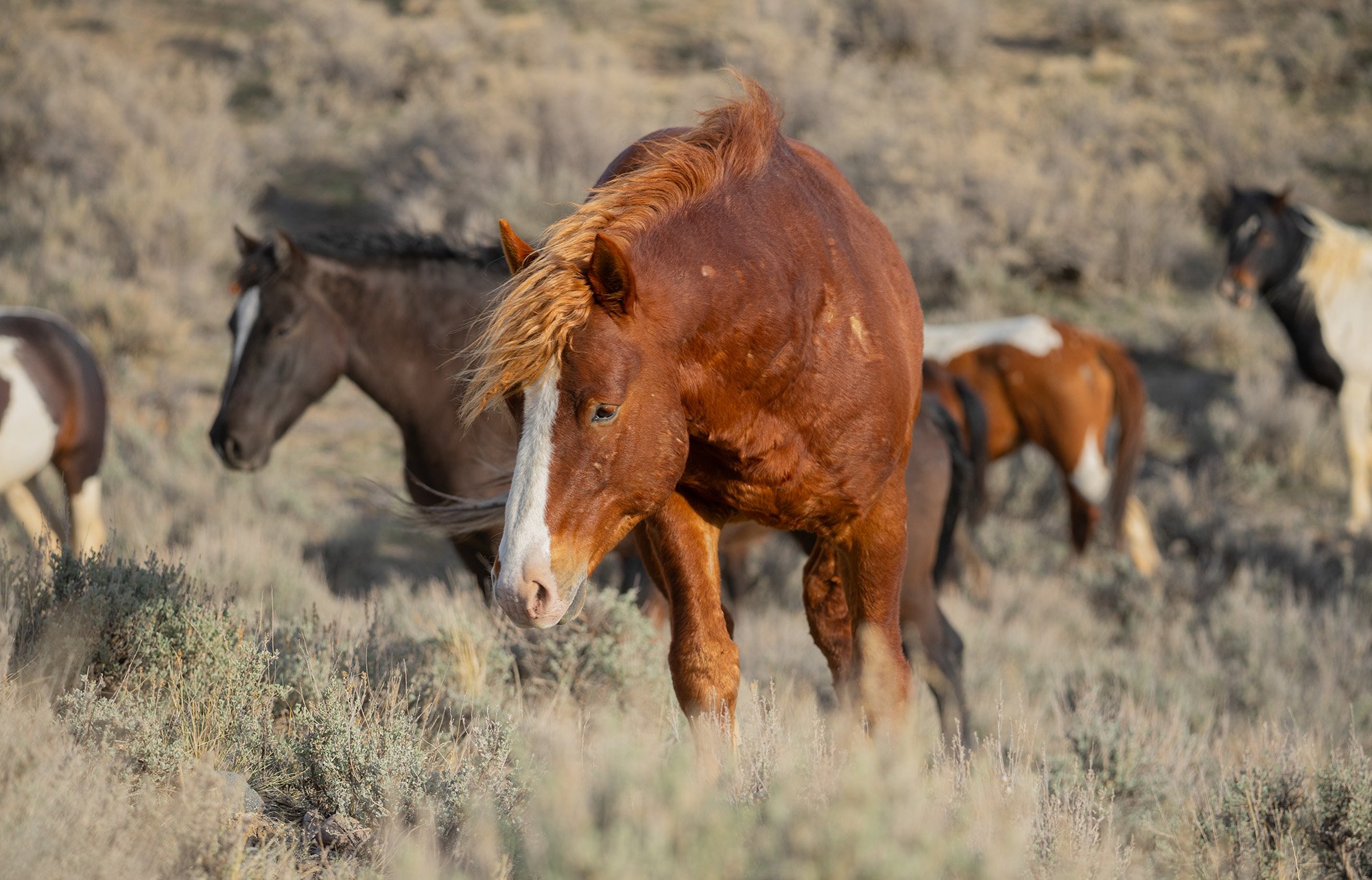 Cody Wild Mustang Tours - See the Wild Horse of Wyoming © 2024 Photography by Mel Sell, All Rights Reserved. Best Horses Adventure Tours. Equine Tours. Wild Horses Tours. Cody Wild Mustang Tours. Wild Horses of Wyoming. Equine Adventures Tours. Horse