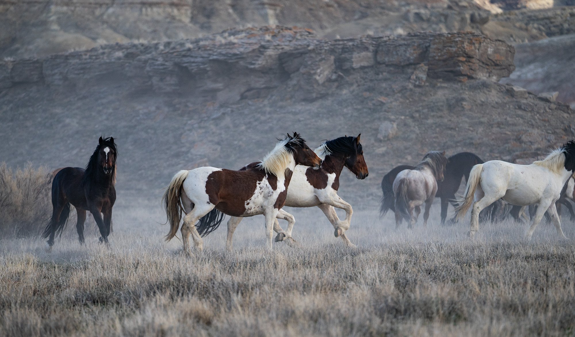 Cody Wild Mustang Tours - See the Wild Horse of Wyoming © 2024 Photography by Mel Sell, All Rights Reserved.Best Horses Adventure Tours. Equine Tours. Wild Horses Tours. Cody Wild Mustang Tours. Wild Horses of Wyoming. Equine Adventures Tours. Horses