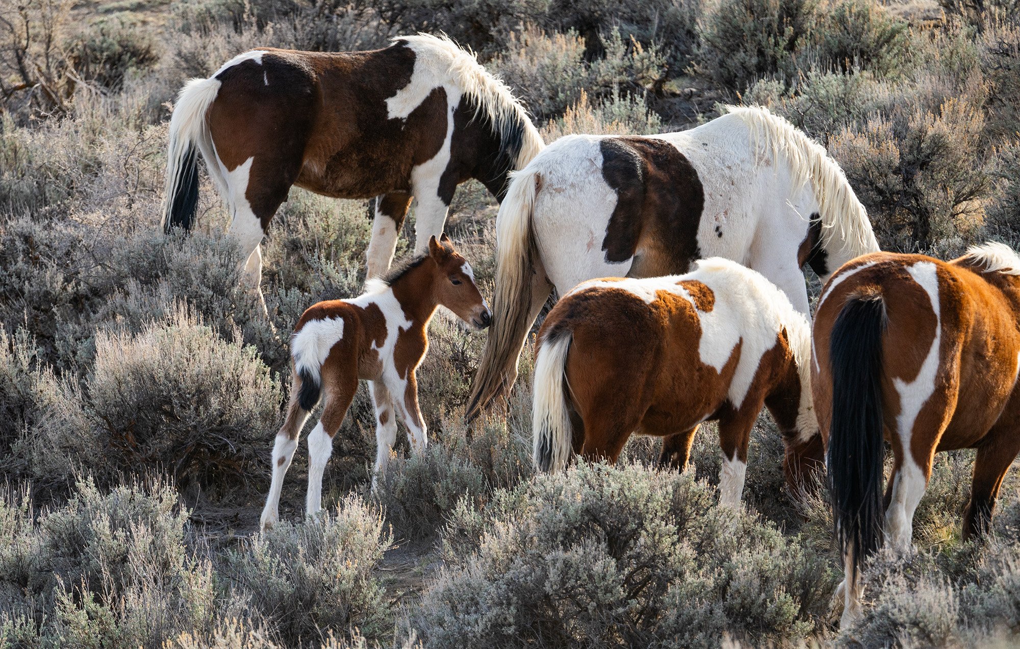 Cody Wild Mustang Tours - See the Wild Horse of Wyoming © 2024 Photography by Mel Sell, All Rights Reserved. Best Horses Adventure Tours. Equine Tours. Wild Horses Tours. Cody Wild Mustang Tours. Wild Horses of Wyoming. Equine Adventures Tours. Horse