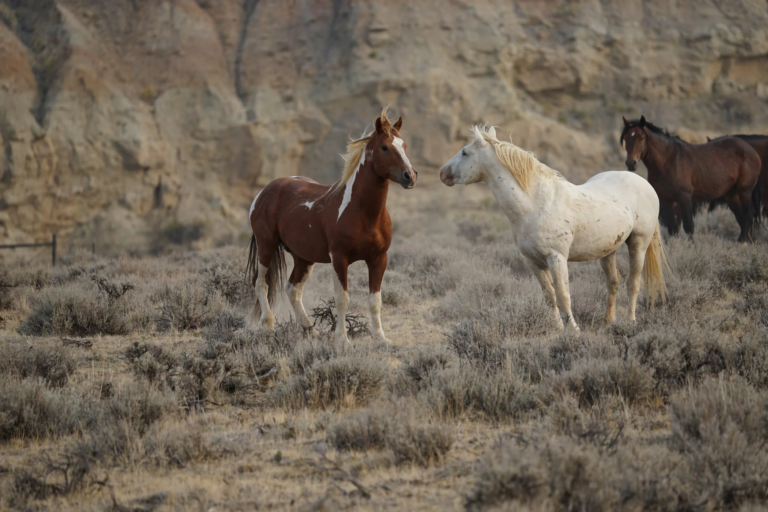 cody wild mustang tours private copy.jpg