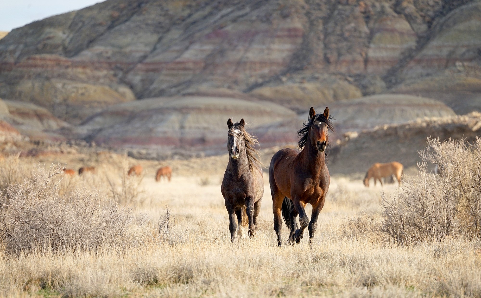 Cody Wild Mustang Tours - See the Wild Horse of Wyoming © 2024 Photography by Mel Sell, All Rights Reserved