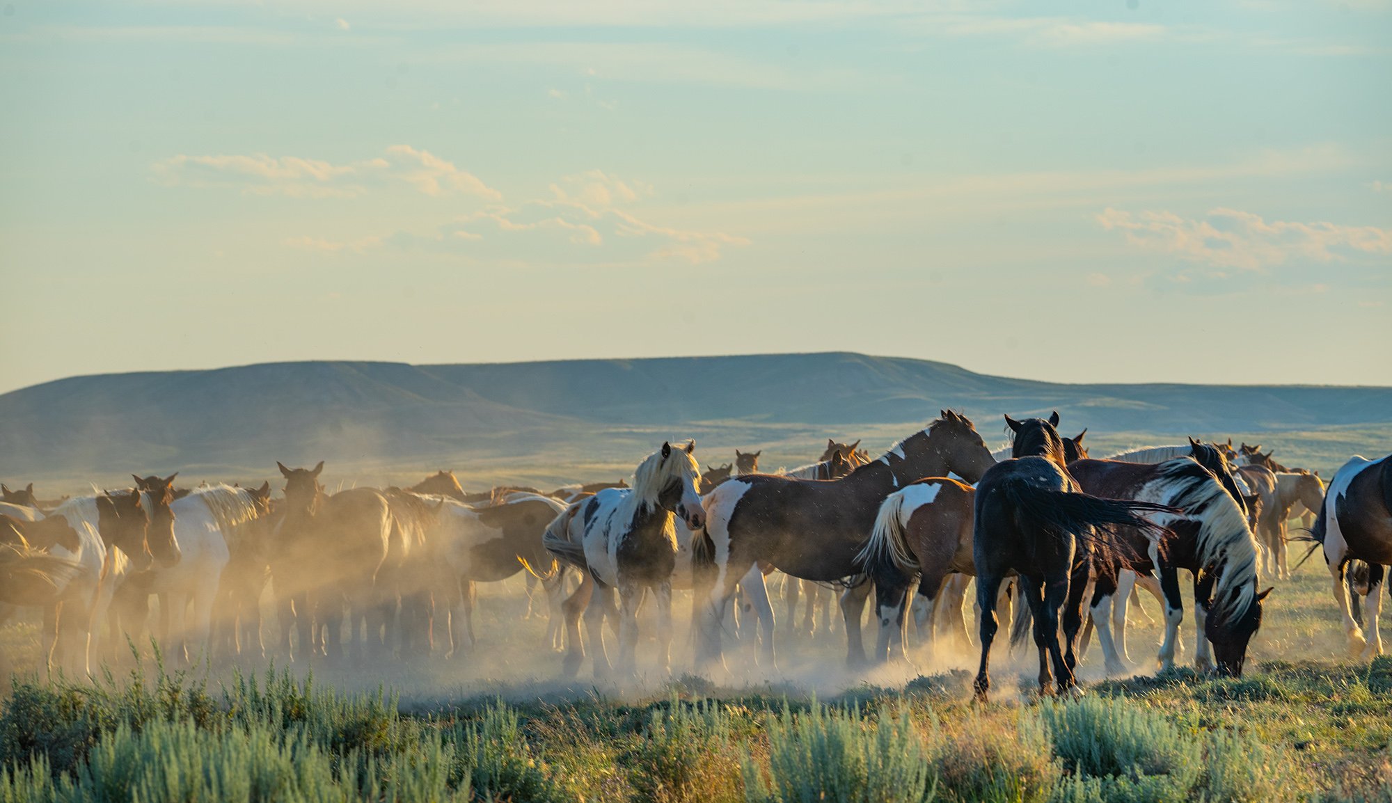 Cody Wild Mustang Tours - See the Wild Horse of Wyoming © 2024 Photography by Mel Sell, All Rights Reserved. Best Horses Adventure Tours. Equine Tours. Wild Horses Tours. Cody Wild Mustang Tours. Wild Horses of Wyoming. Equine Adventures Tours. Horse
