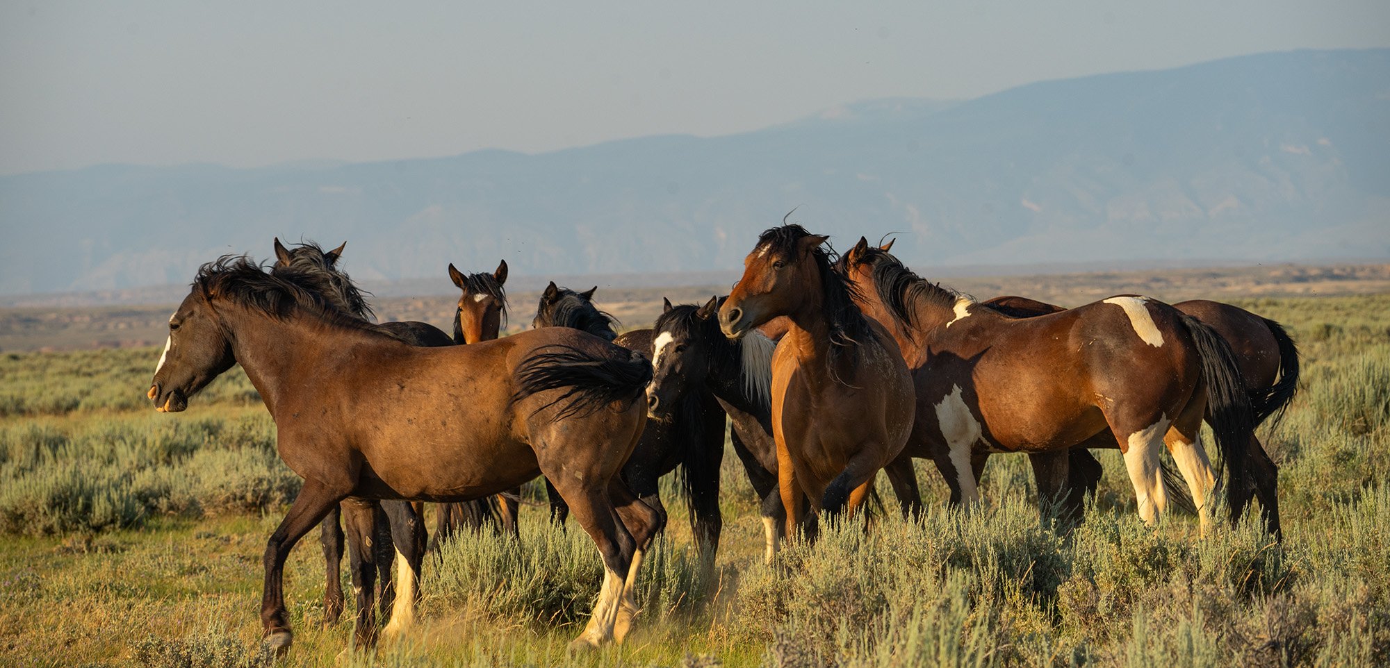 Cody Wild Mustang Tours - See the Wild Horse of Wyoming © 2024 Photography by Mel Sell, All Rights Reserved. Best Horses Adventure Tours. Equine Tours. Wild Horses Tours. Cody Wild Mustang Tours. Wild Horses of Wyoming. Equine Adventures Tours. Horse