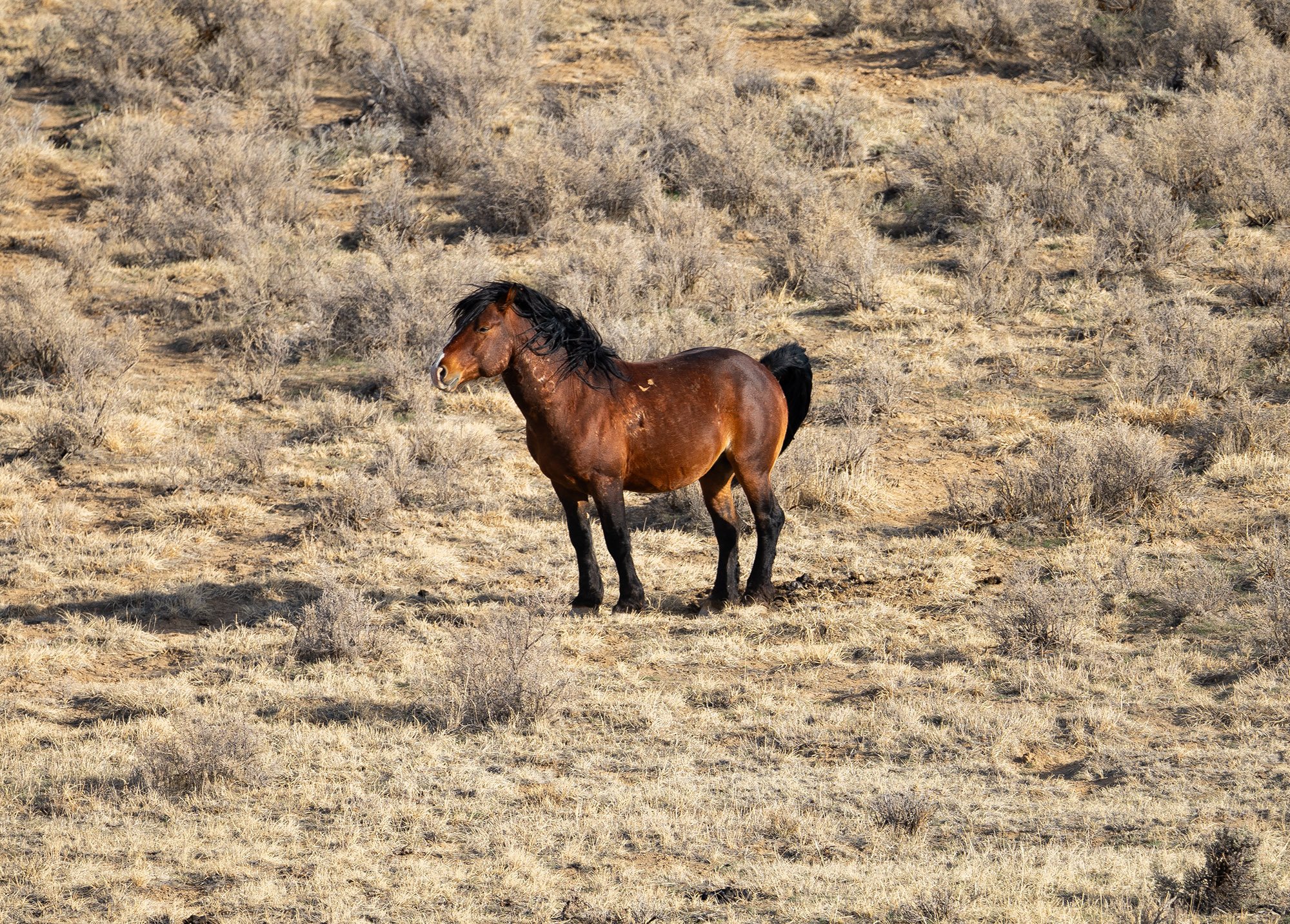 Cody Wild Mustang Tours - See the Wild Horse of Wyoming © 2024 Photography by Mel Sell, All Rights Reserved. Best Horses Adventure Tours. Equine Tours. Wild Horses Tours. Cody Wild Mustang Tours. Wild Horses of Wyoming. Equine Adventures Tours. Horse