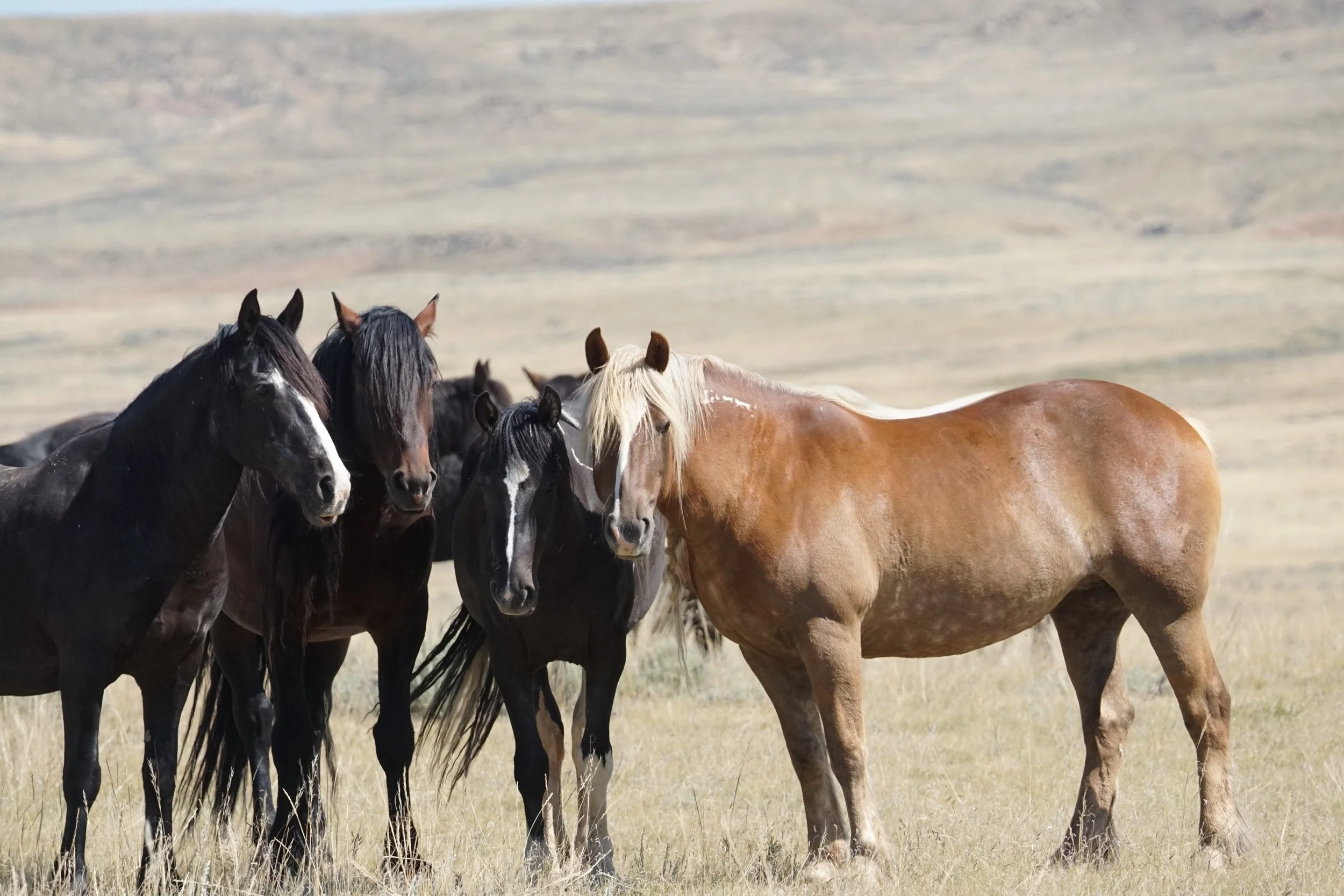 cody wild mustang tours photo © Mel Sell 2026 - 2.jpg