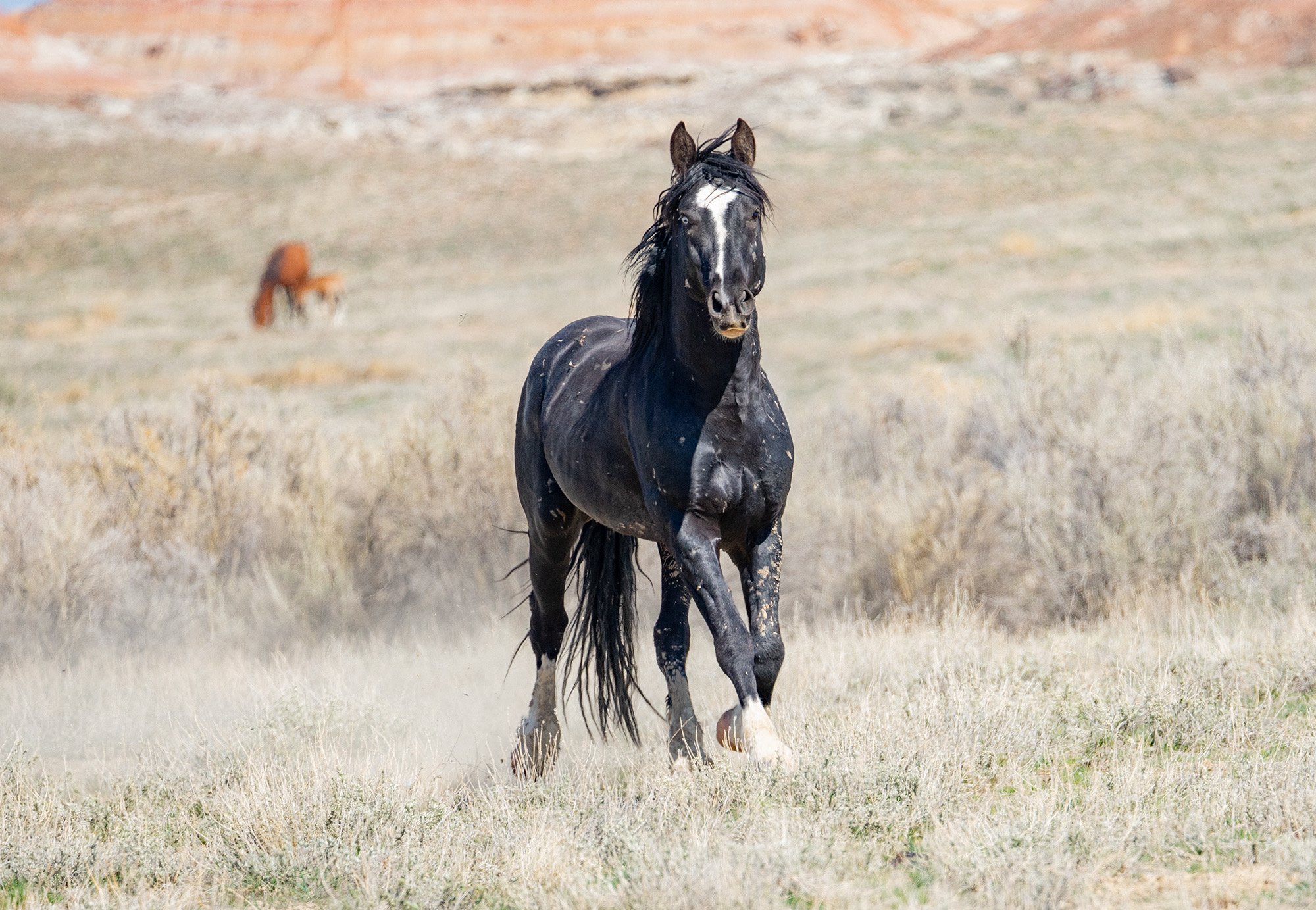 Cody Wild Mustang Tours - See the Wild Horse of Wyoming © 2024 Photography by Mel Sell, All Rights Reserved. Best Horses Adventure Tours. Equine Tours. Wild Horses Tours. Cody Wild Mustang Tours. Wild Horses of Wyoming. Equine Adventures Tours. Horse