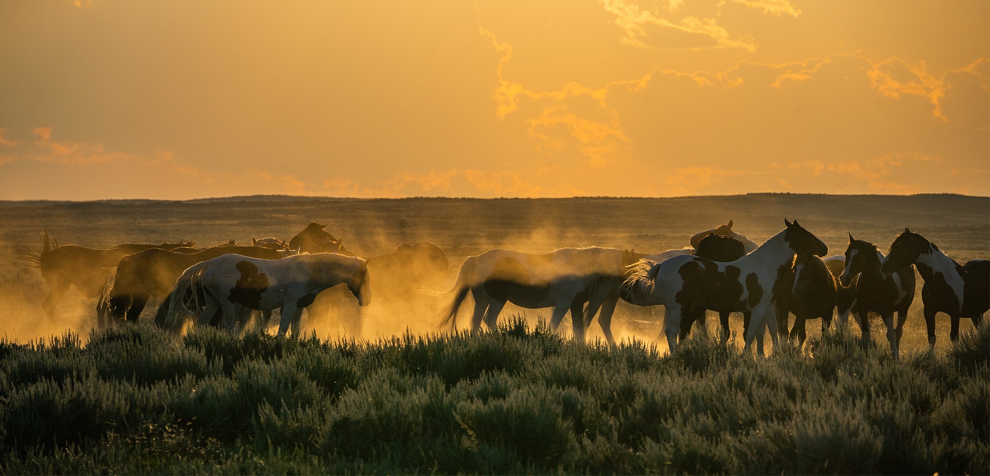 Cody Wild Mustang Tours - See the Wild Horse of Wyoming © 2024 Photography by Mel Sell, All Rights Reserved. Best Horses Adventure Tours. Equine Tours. Wild Horses Tours. Cody Wild Mustang Tours. Wild Horses of Wyoming. Equine Adventures Tours. Horse