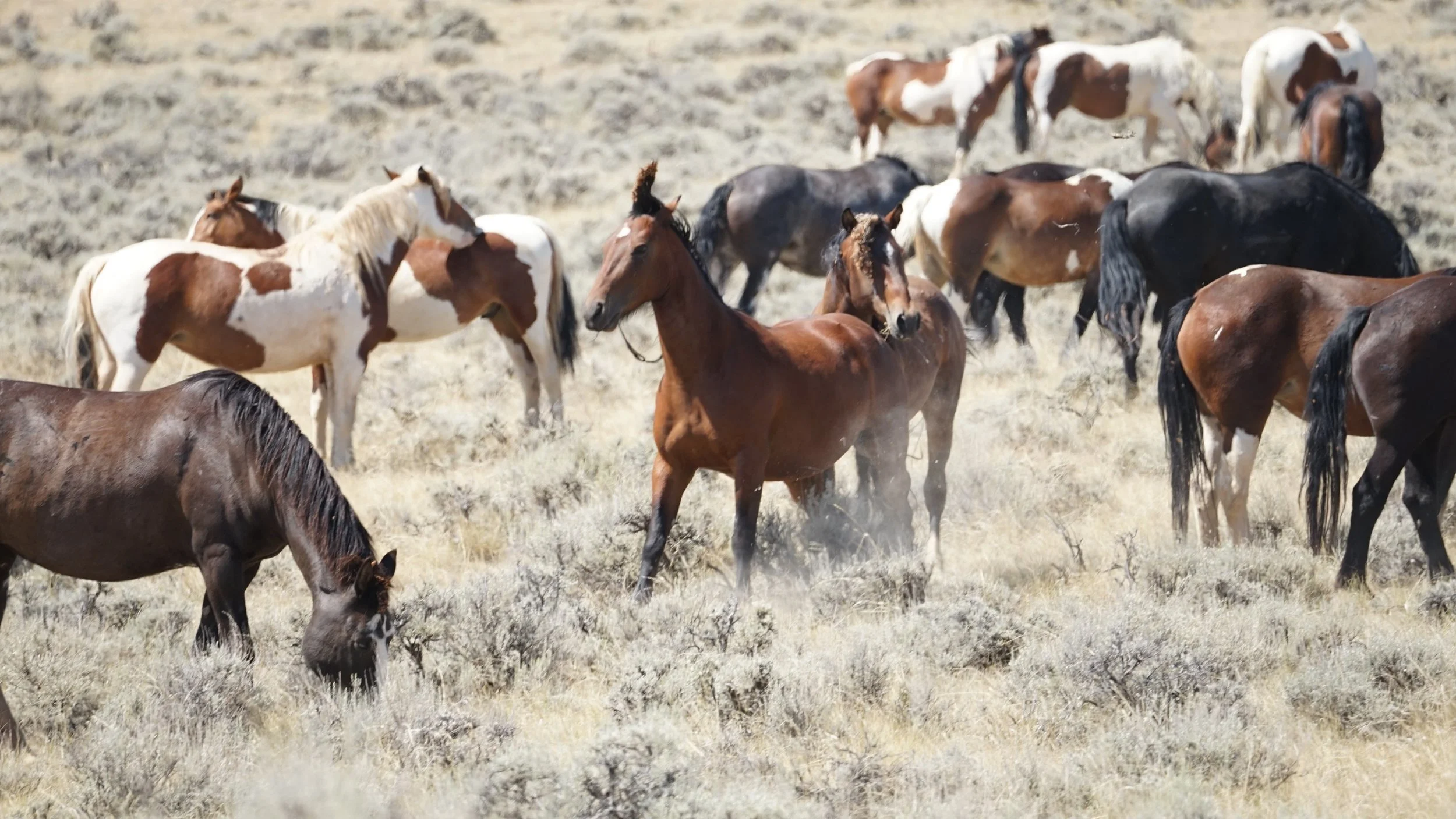 cody wild mustang tours photo © Mel Sell 2026-4.jpg